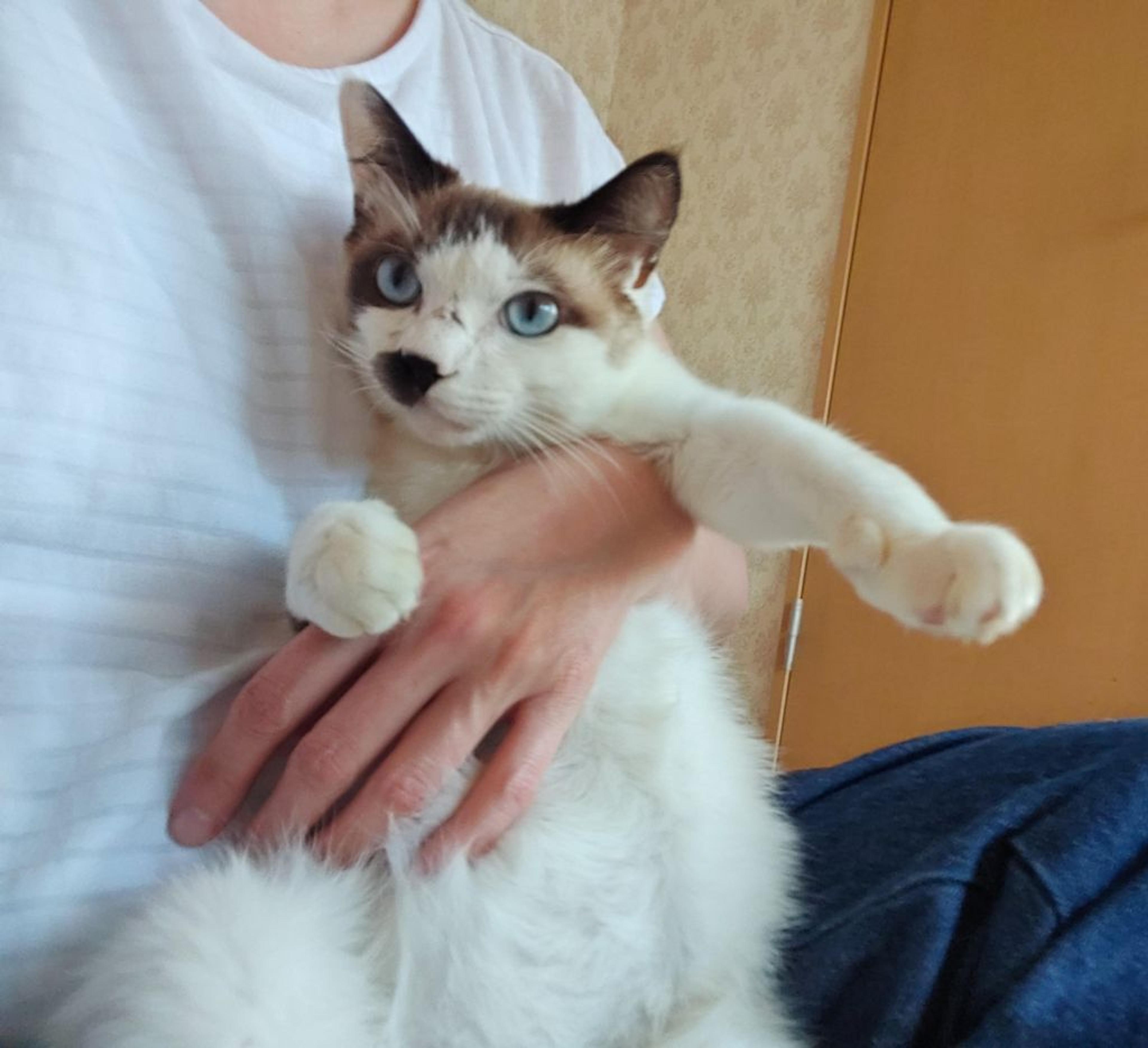 pet-image-6