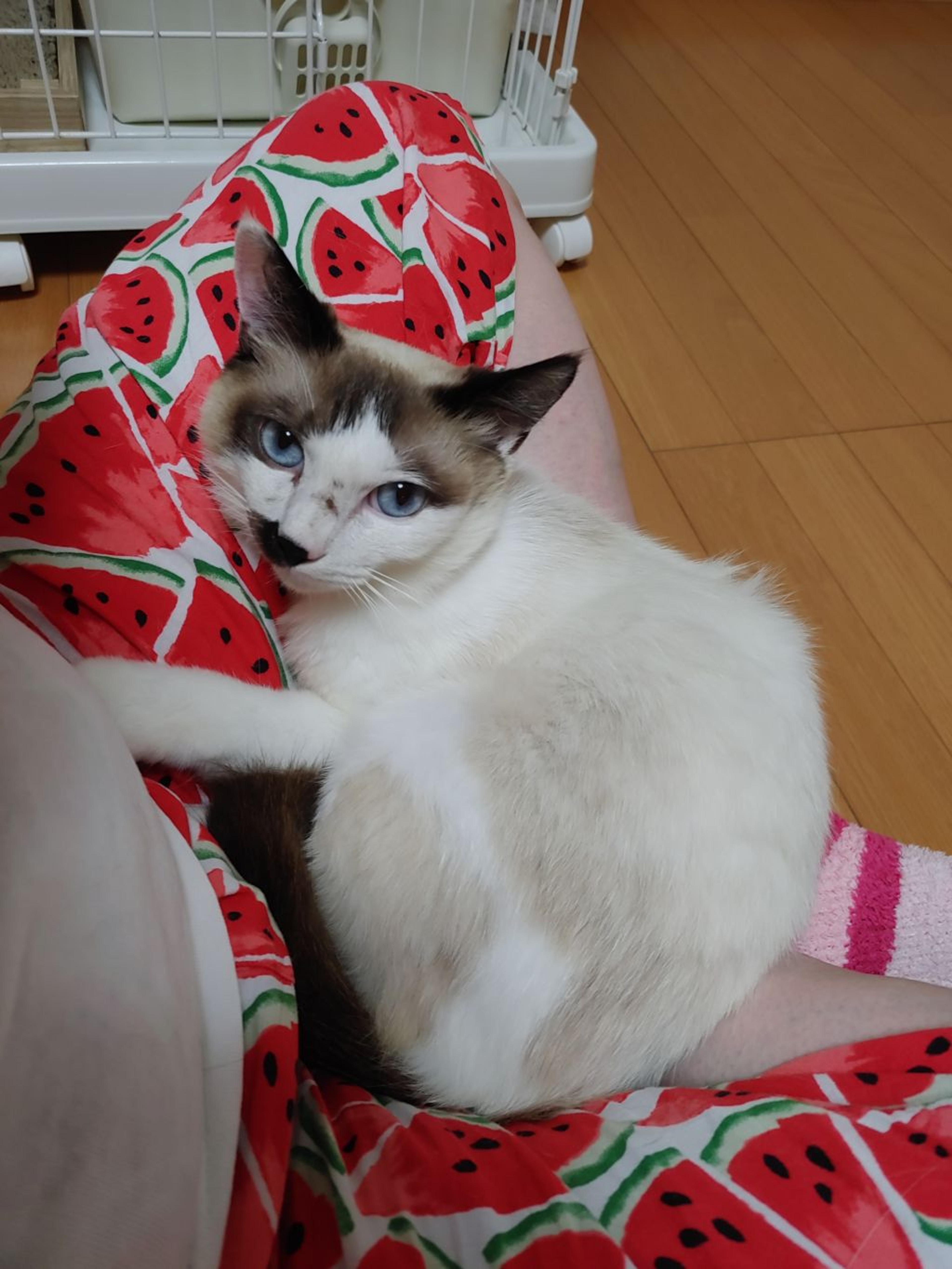 pet-image-7