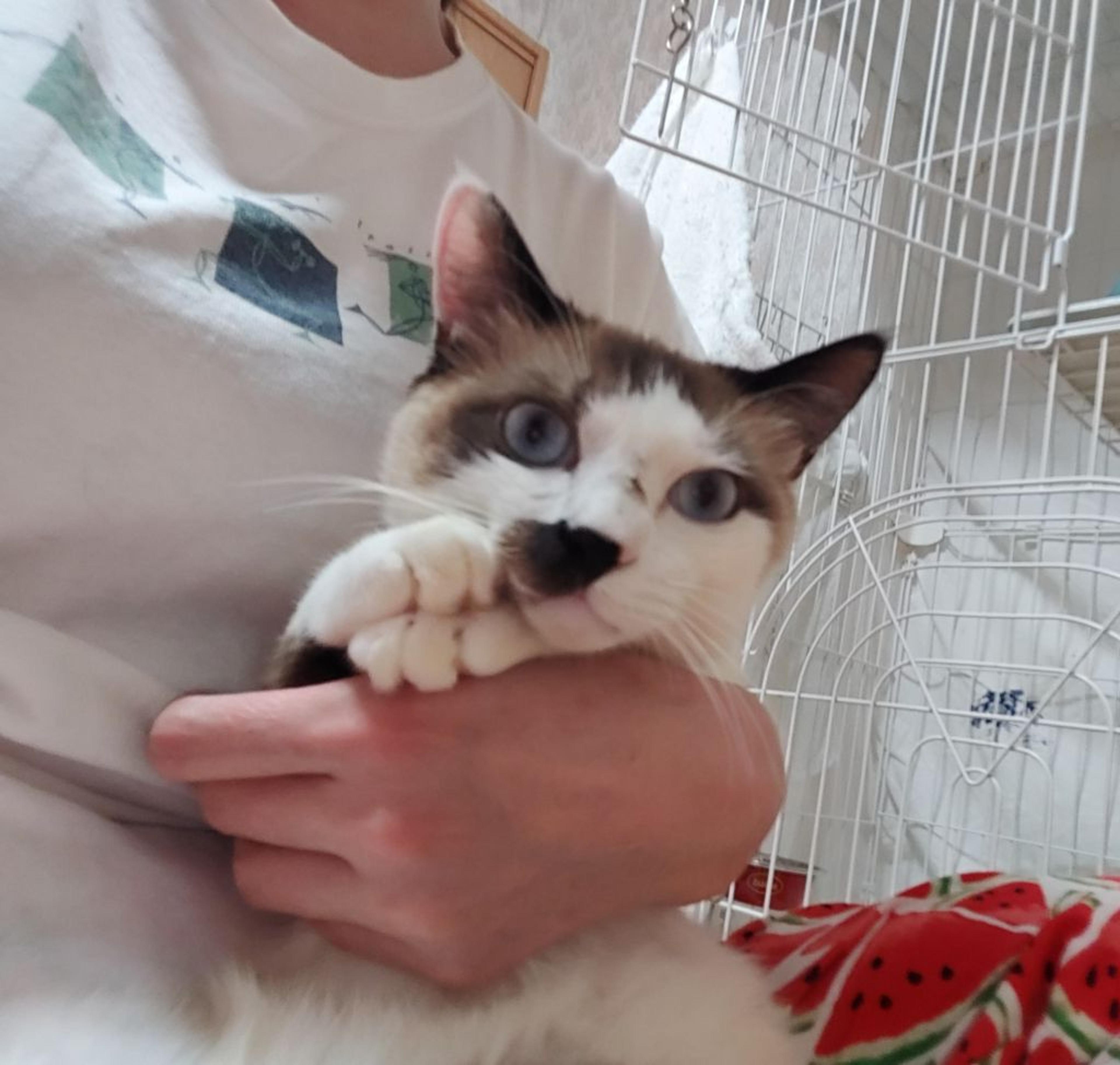 pet-image-8