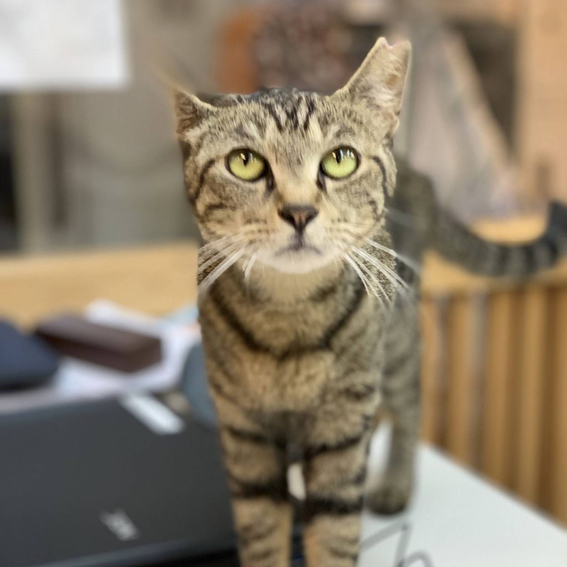 雑種（ミックス猫）・メスの里親募集の写真