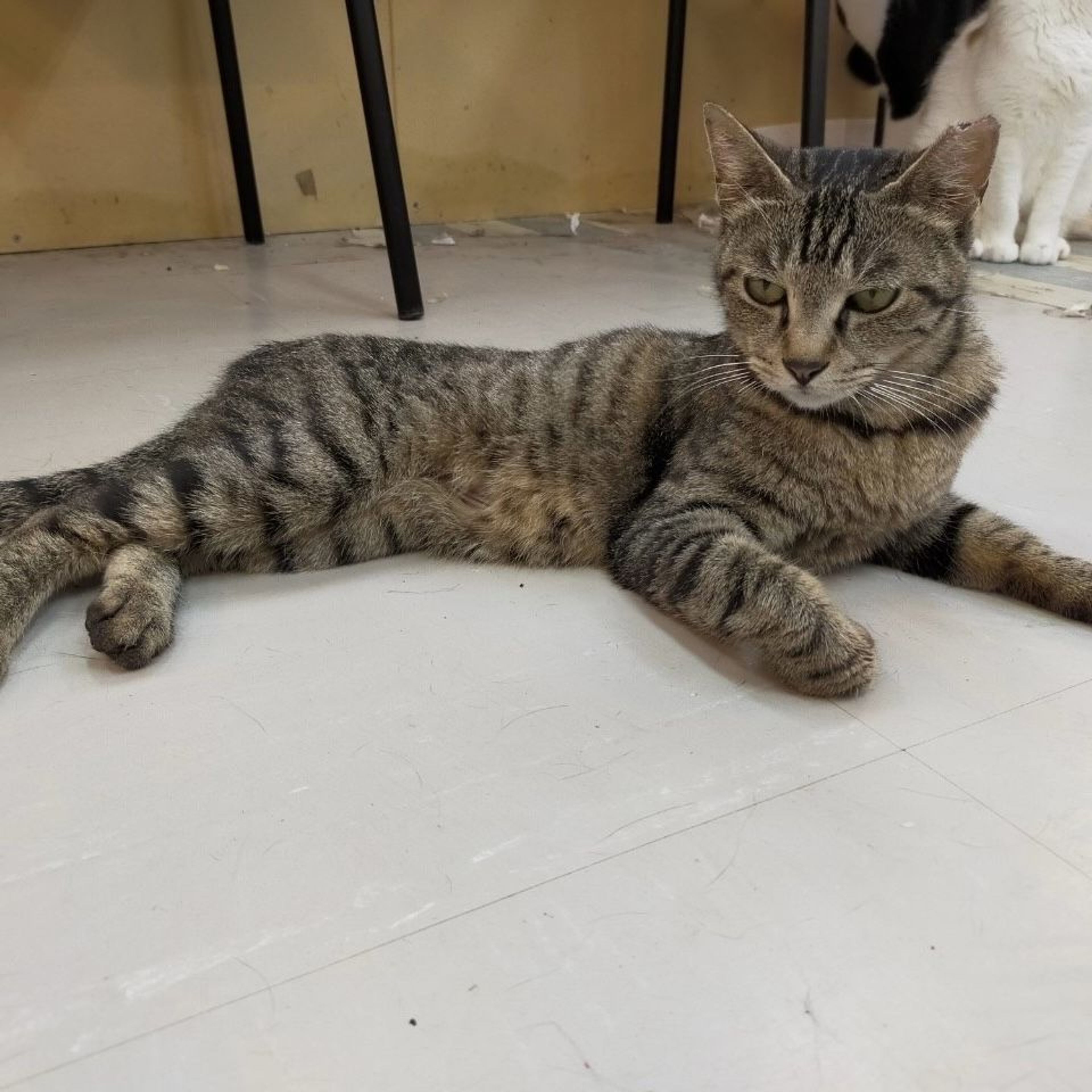pet-image-2