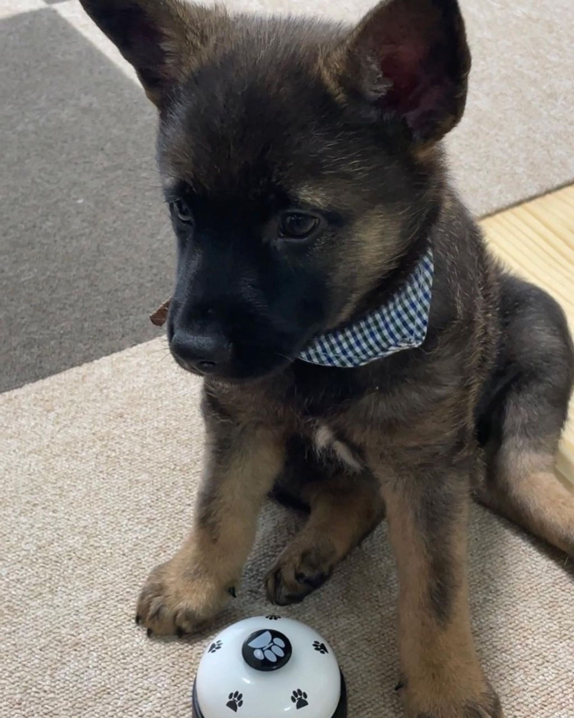 雑種（ミックス犬）・オスの里親募集の写真
