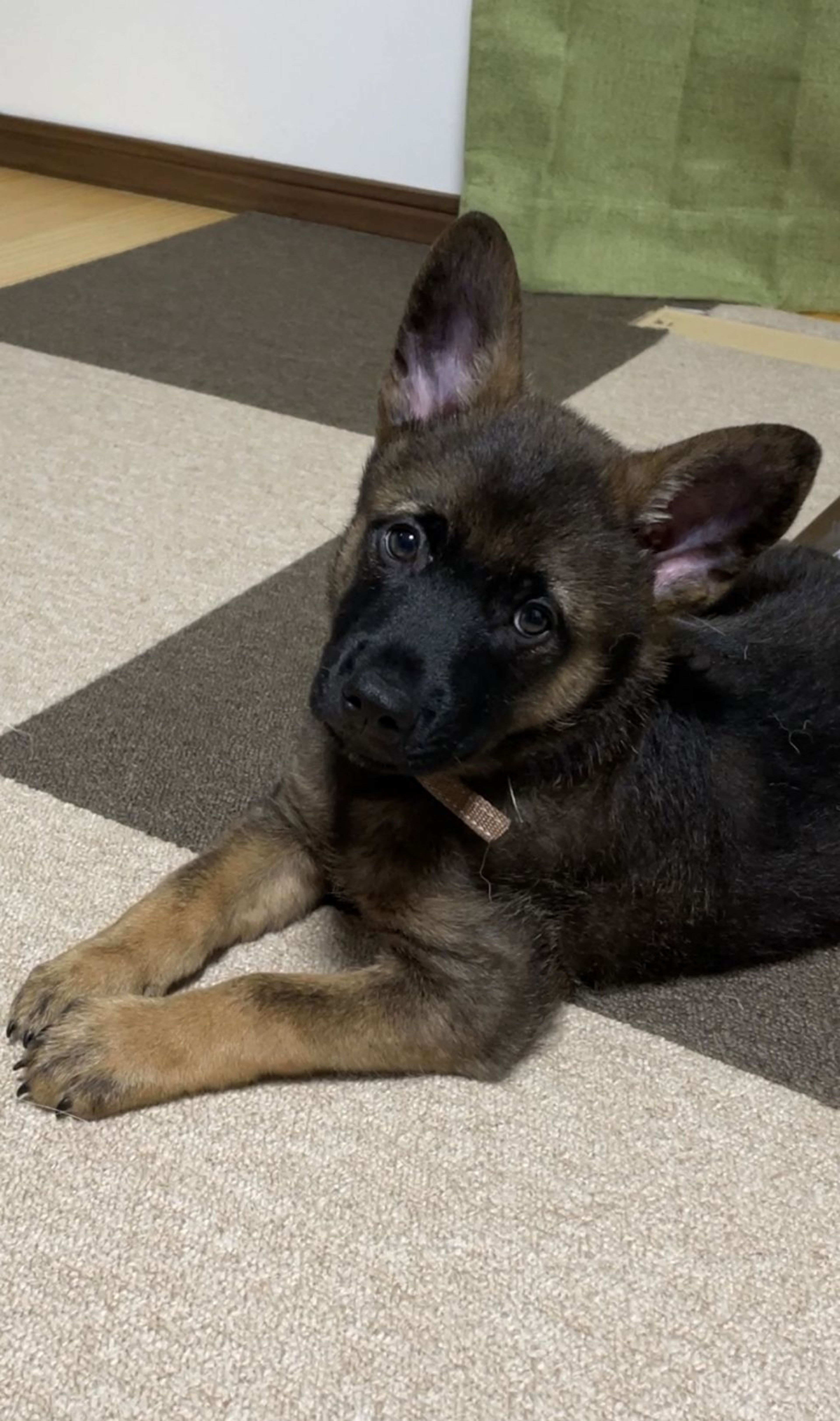pet-image-3
