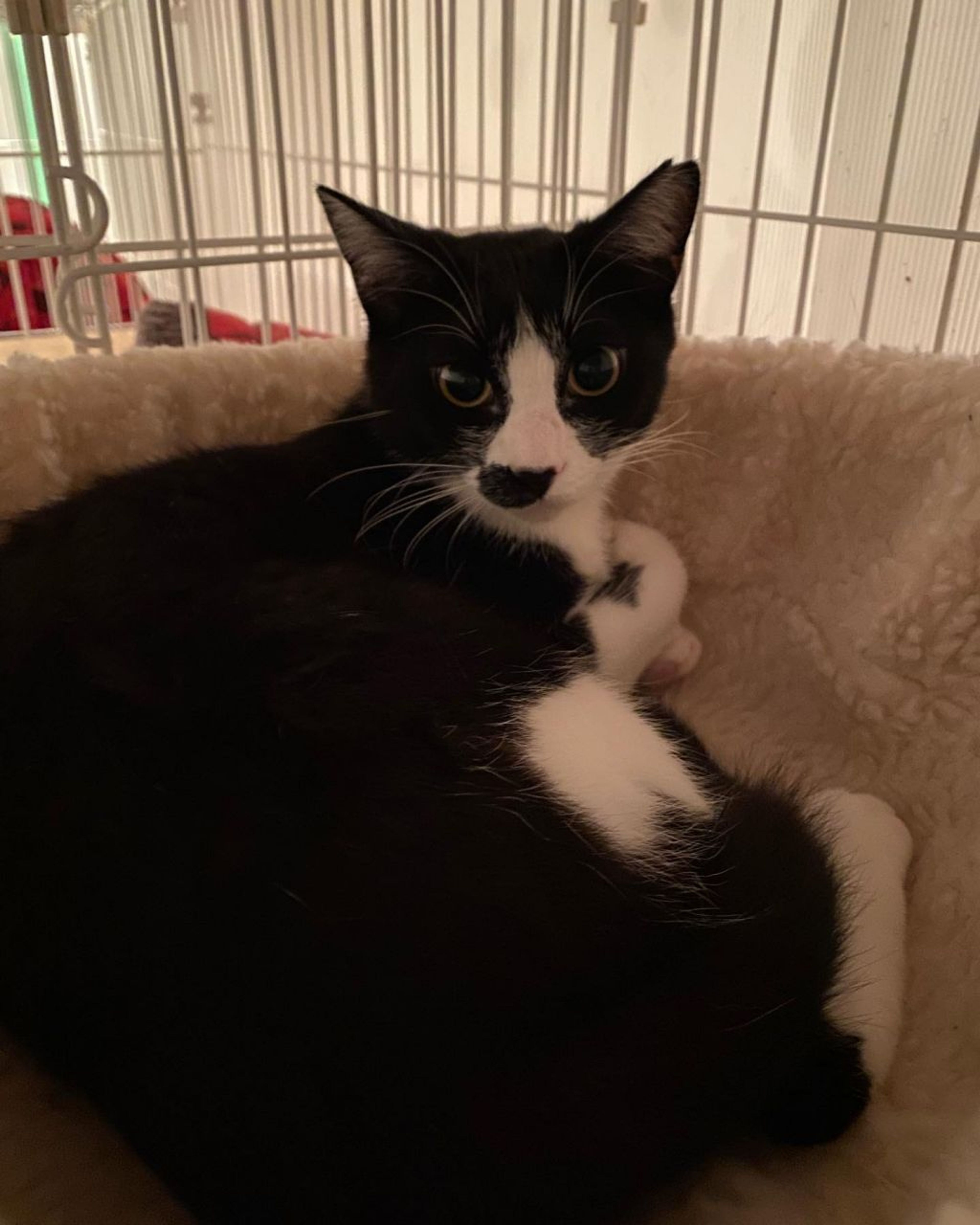pet-image-2