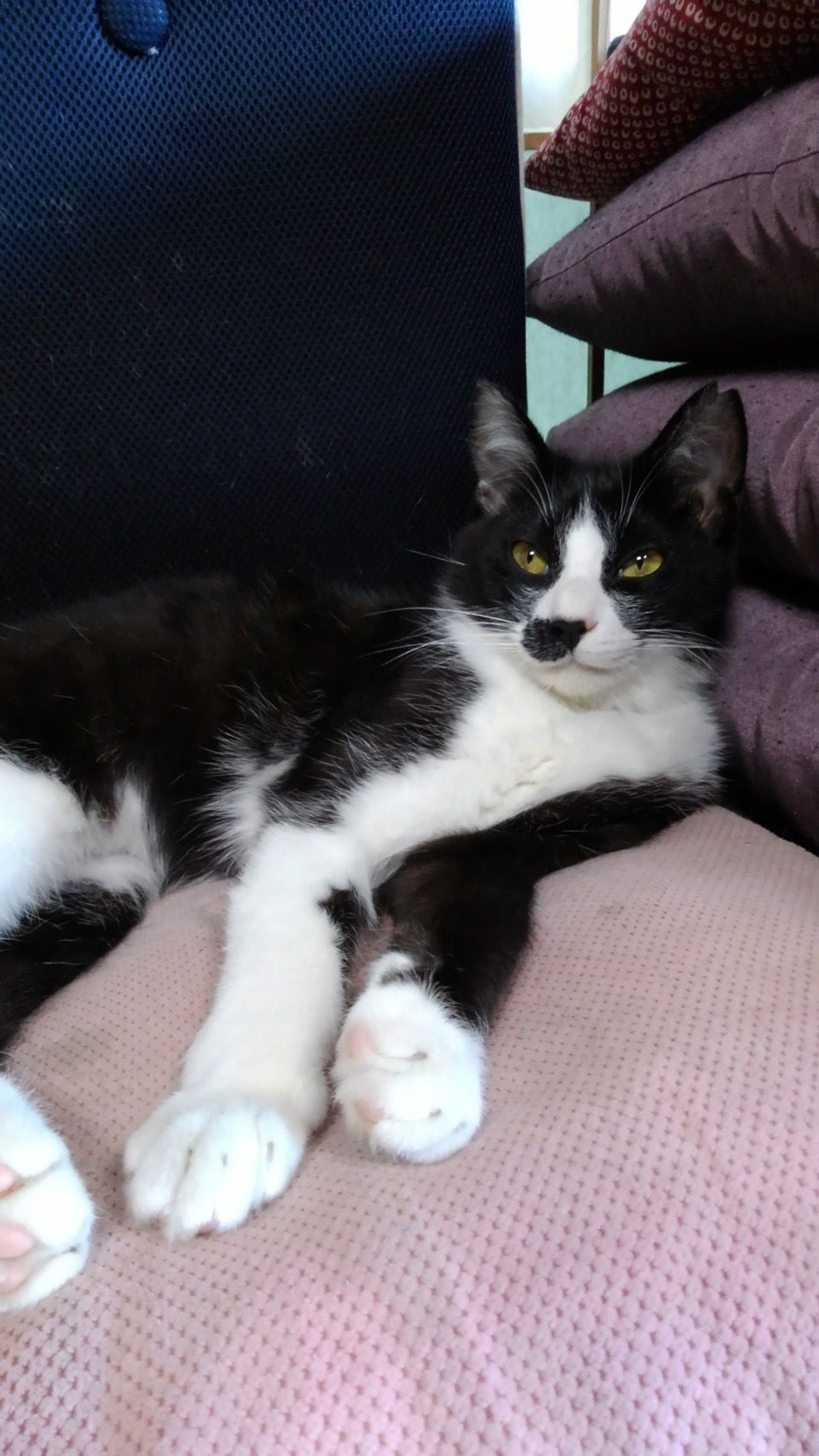 pet-image-3