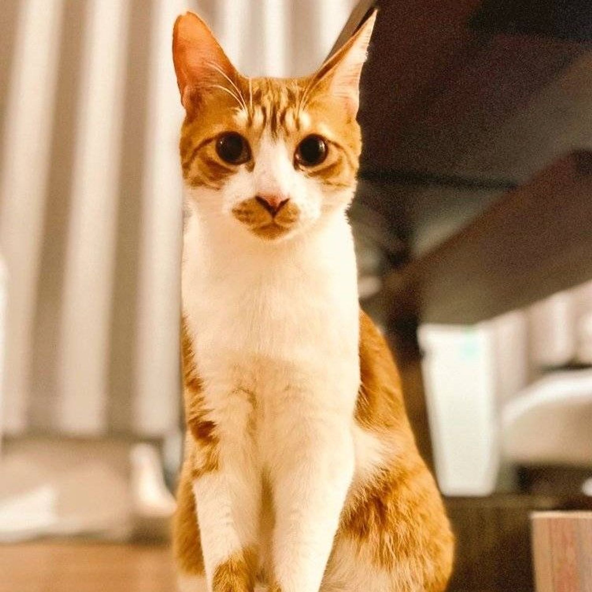 雑種（ミックス猫）・オスの里親募集の写真