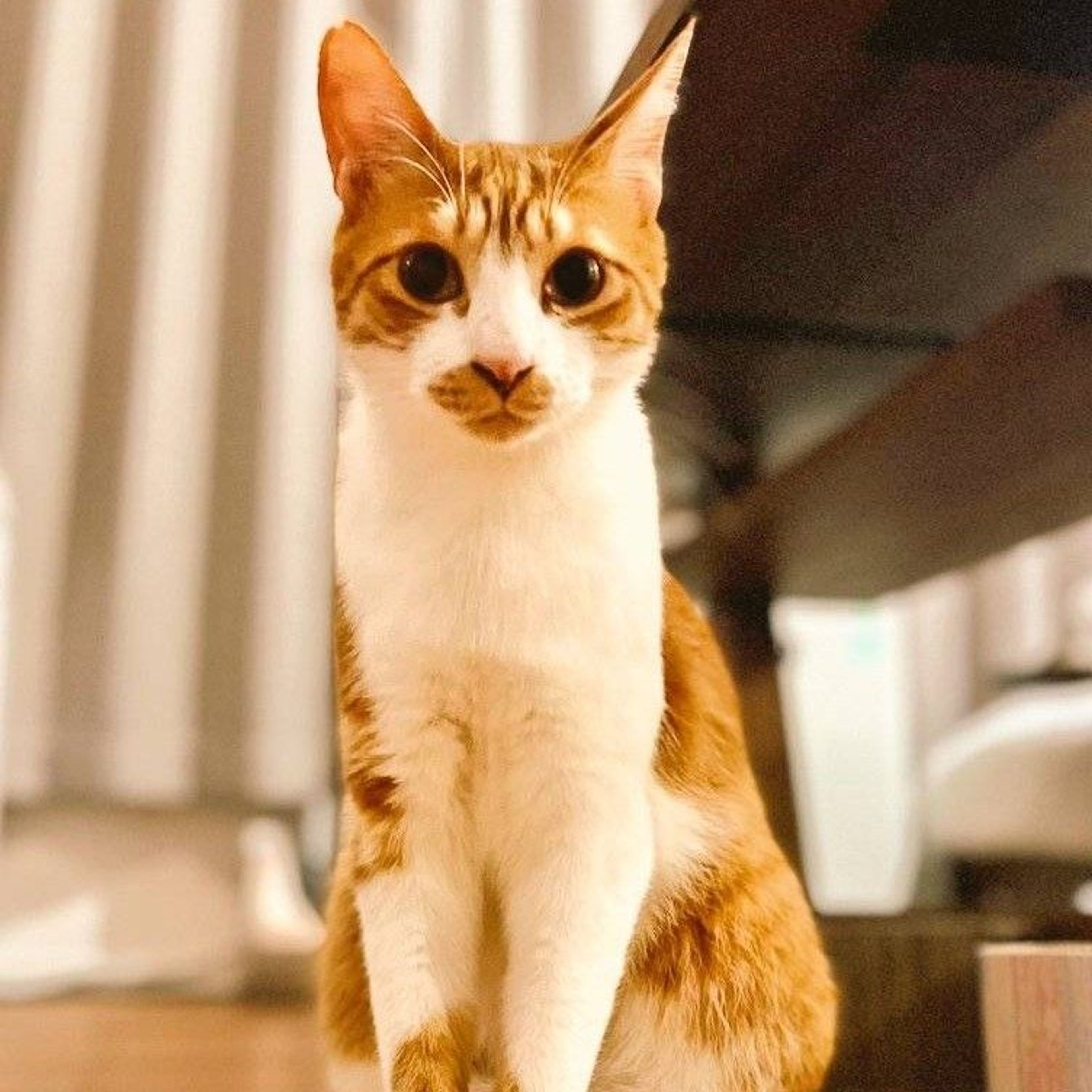 雑種（ミックス猫）・オスの里親募集の写真