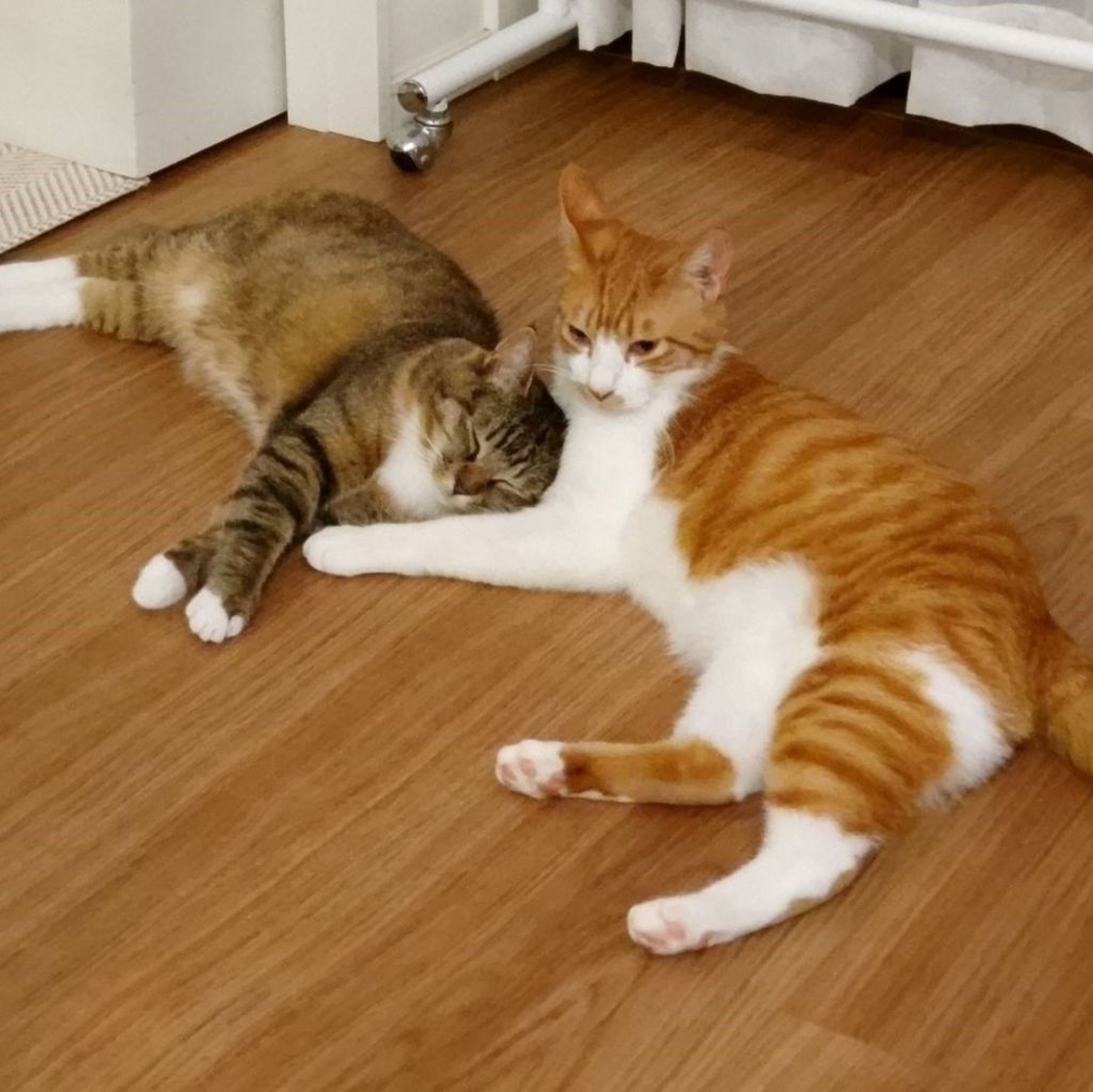 pet-image-3