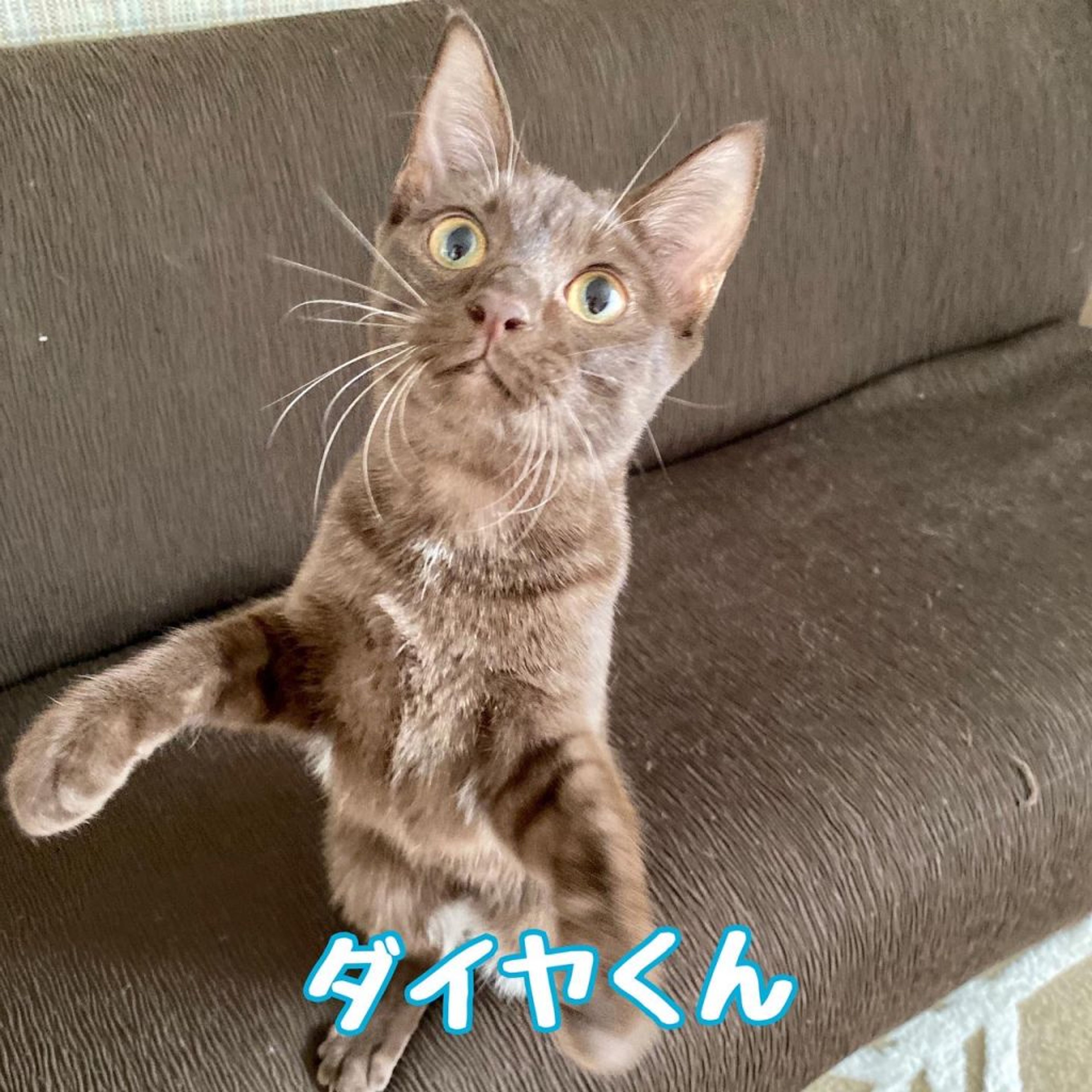雑種（ミックス猫）・オスの里親募集の写真