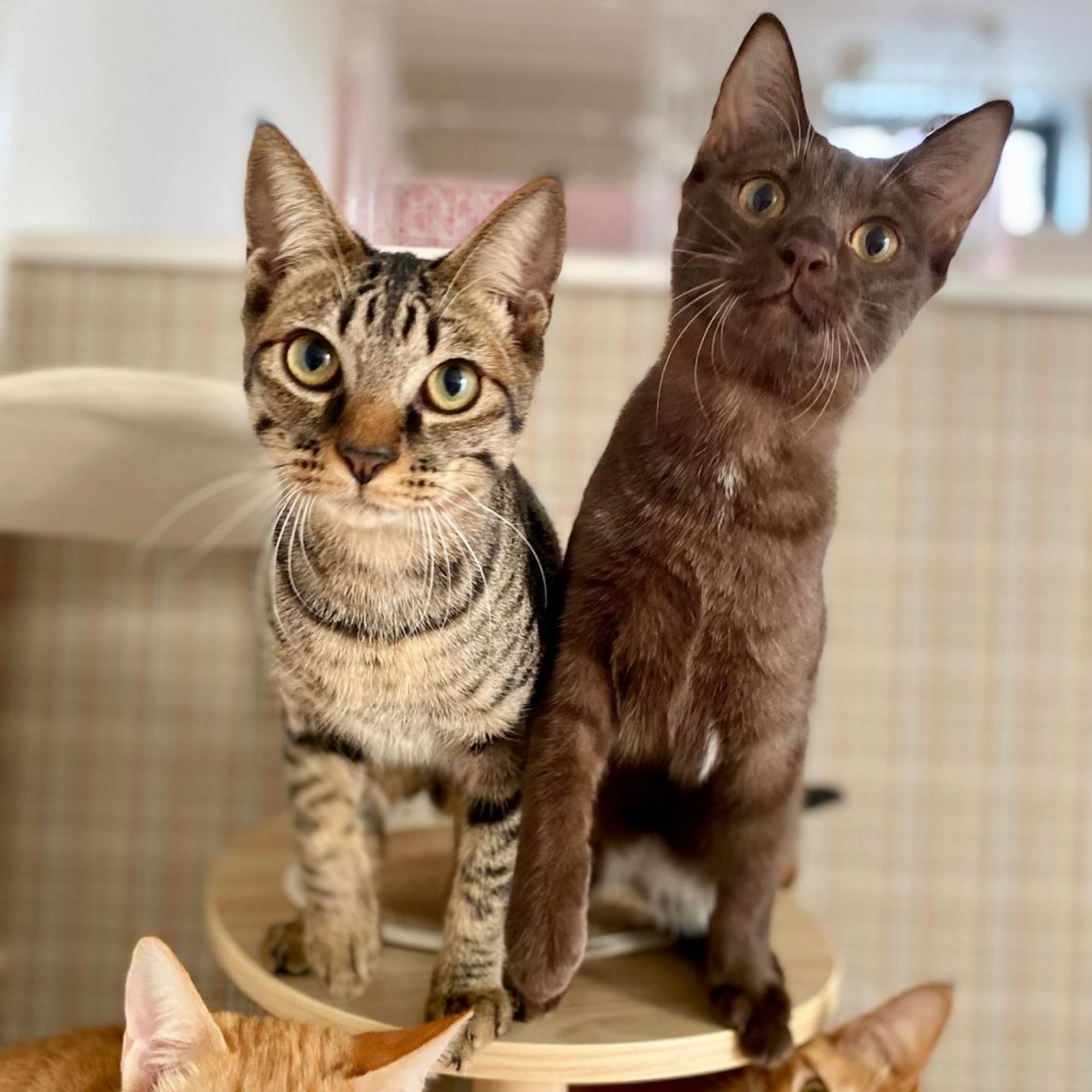 pet-image-4
