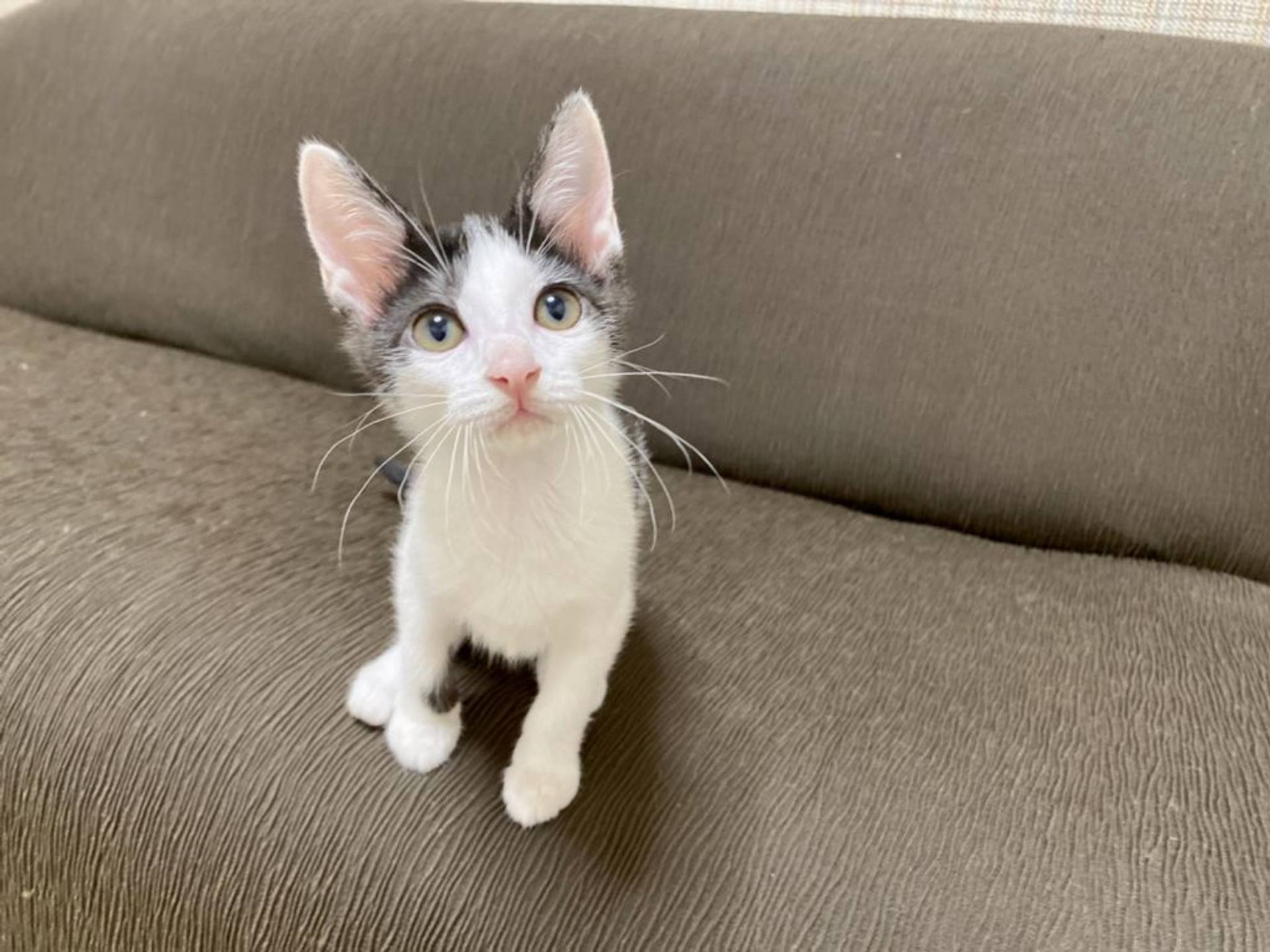 雑種（ミックス猫）・メスの里親募集の写真