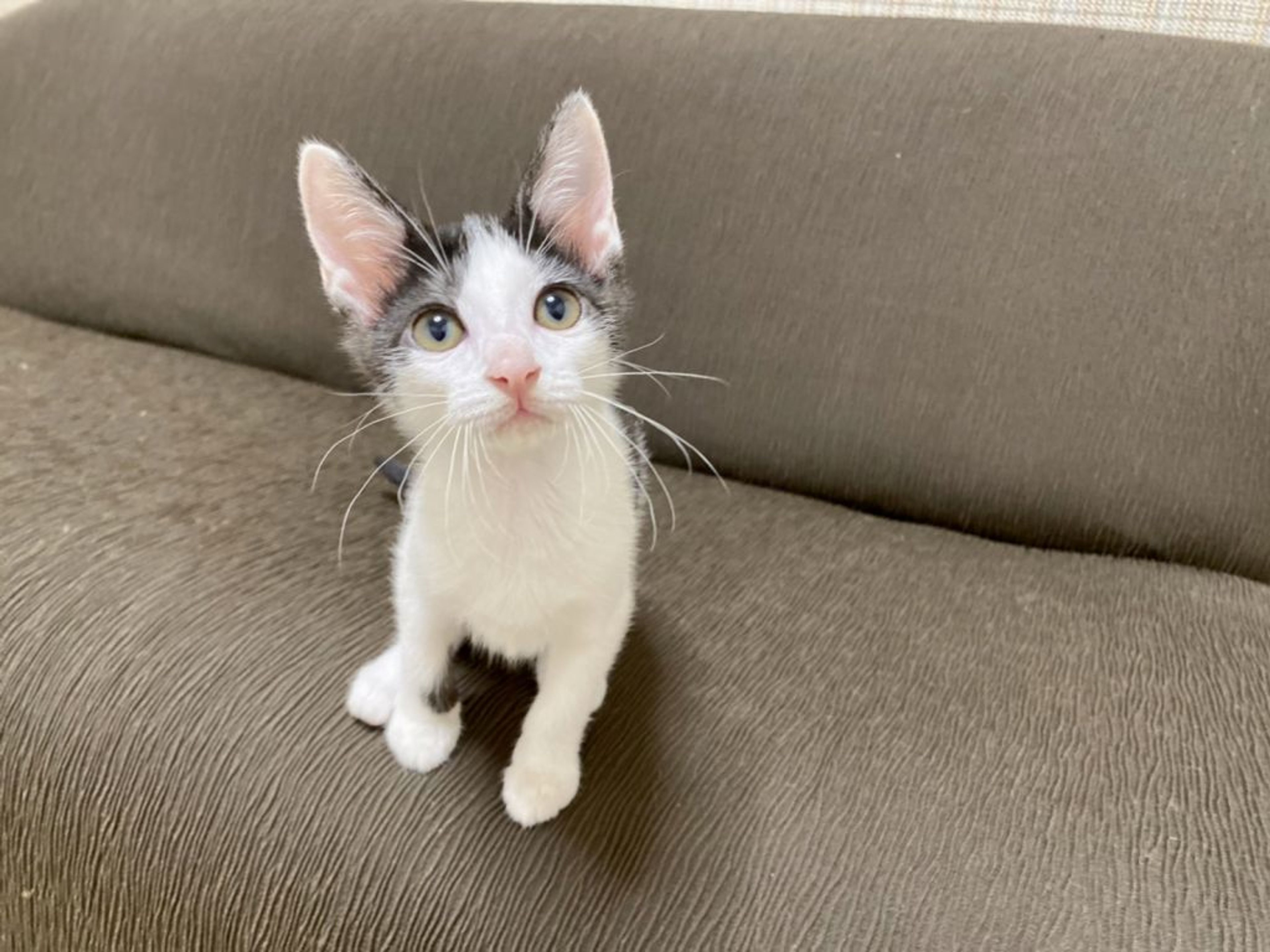 雑種（ミックス猫）・メスの里親募集の写真