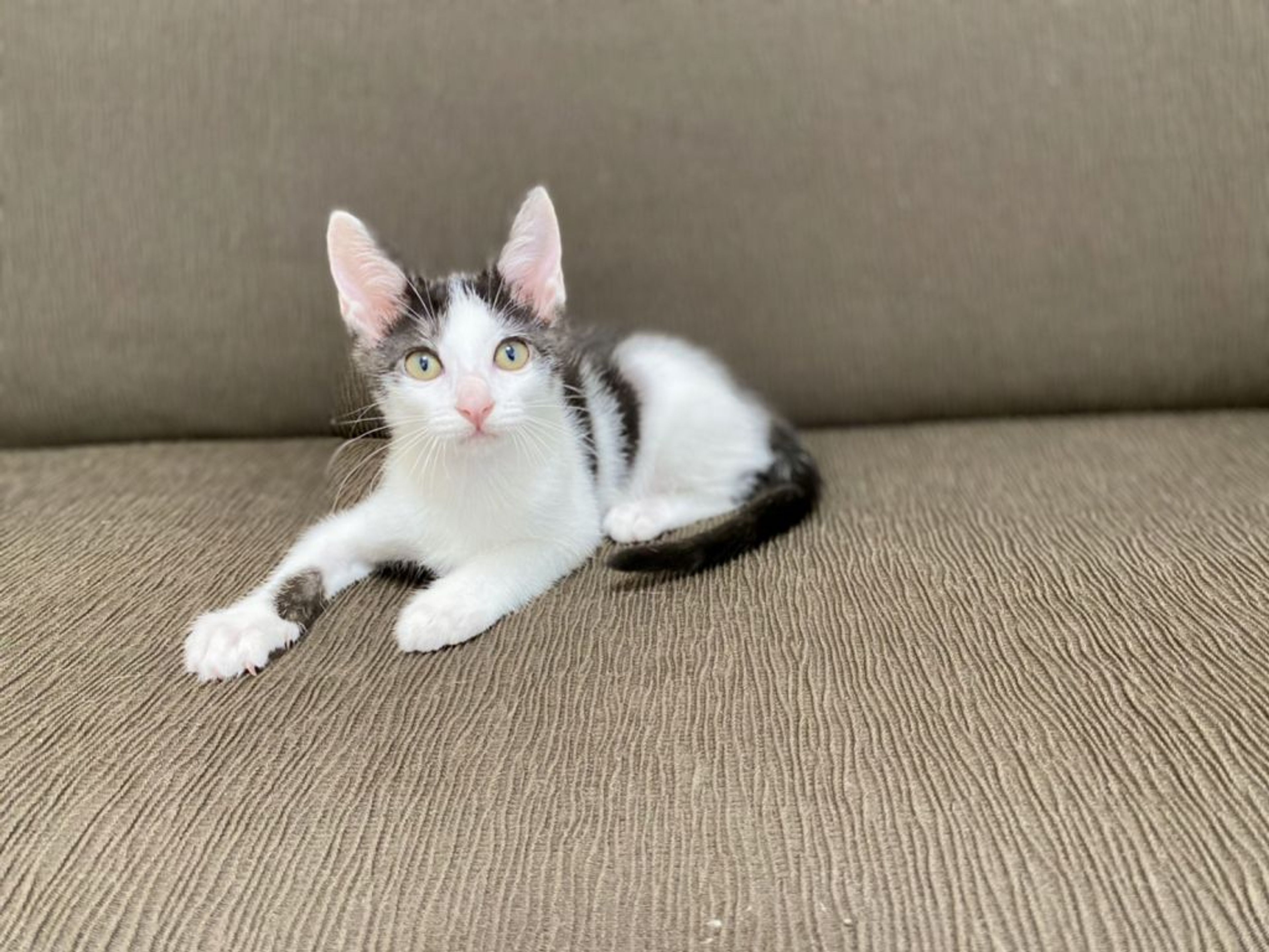 pet-image-3