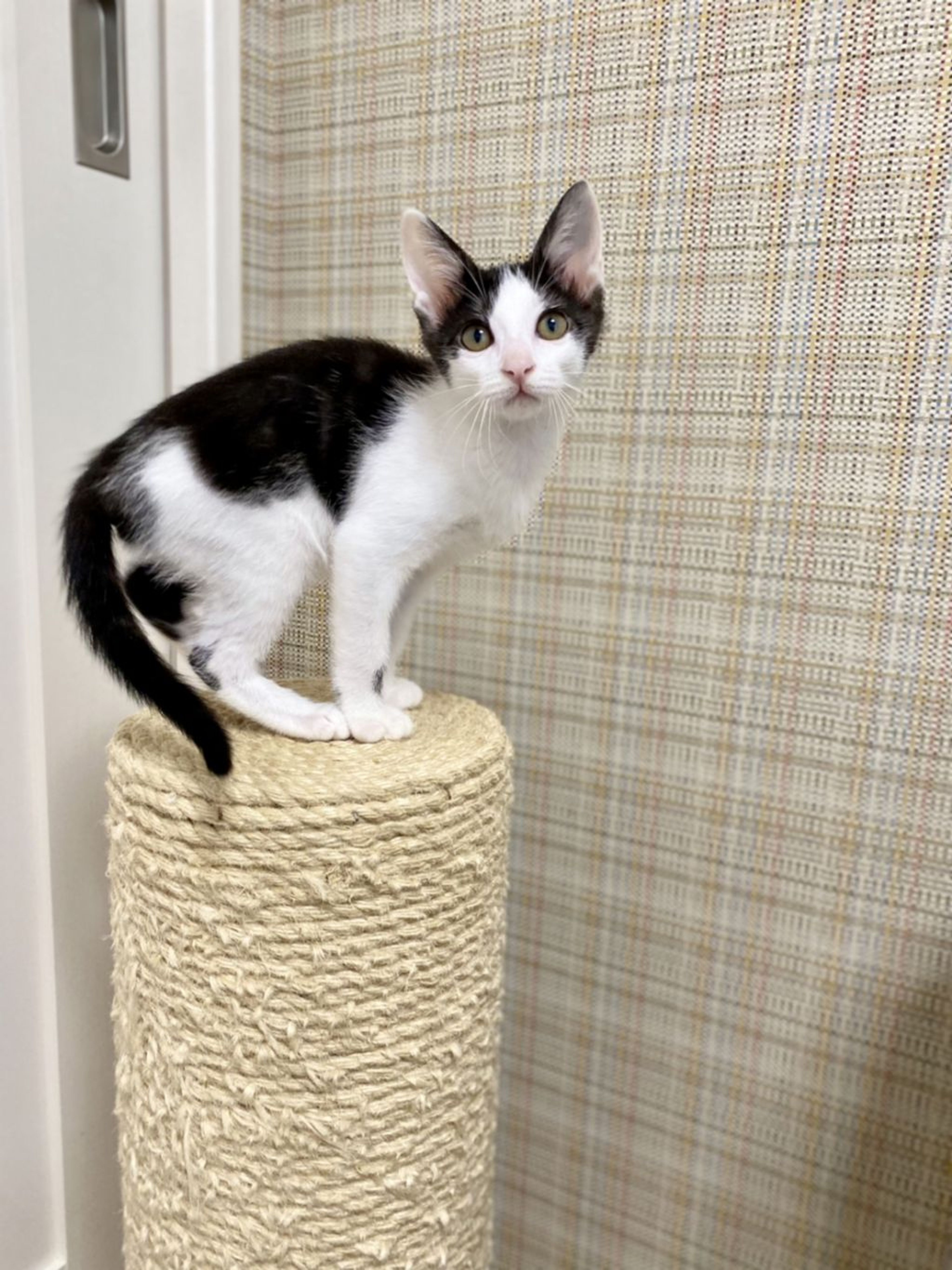 pet-image-4