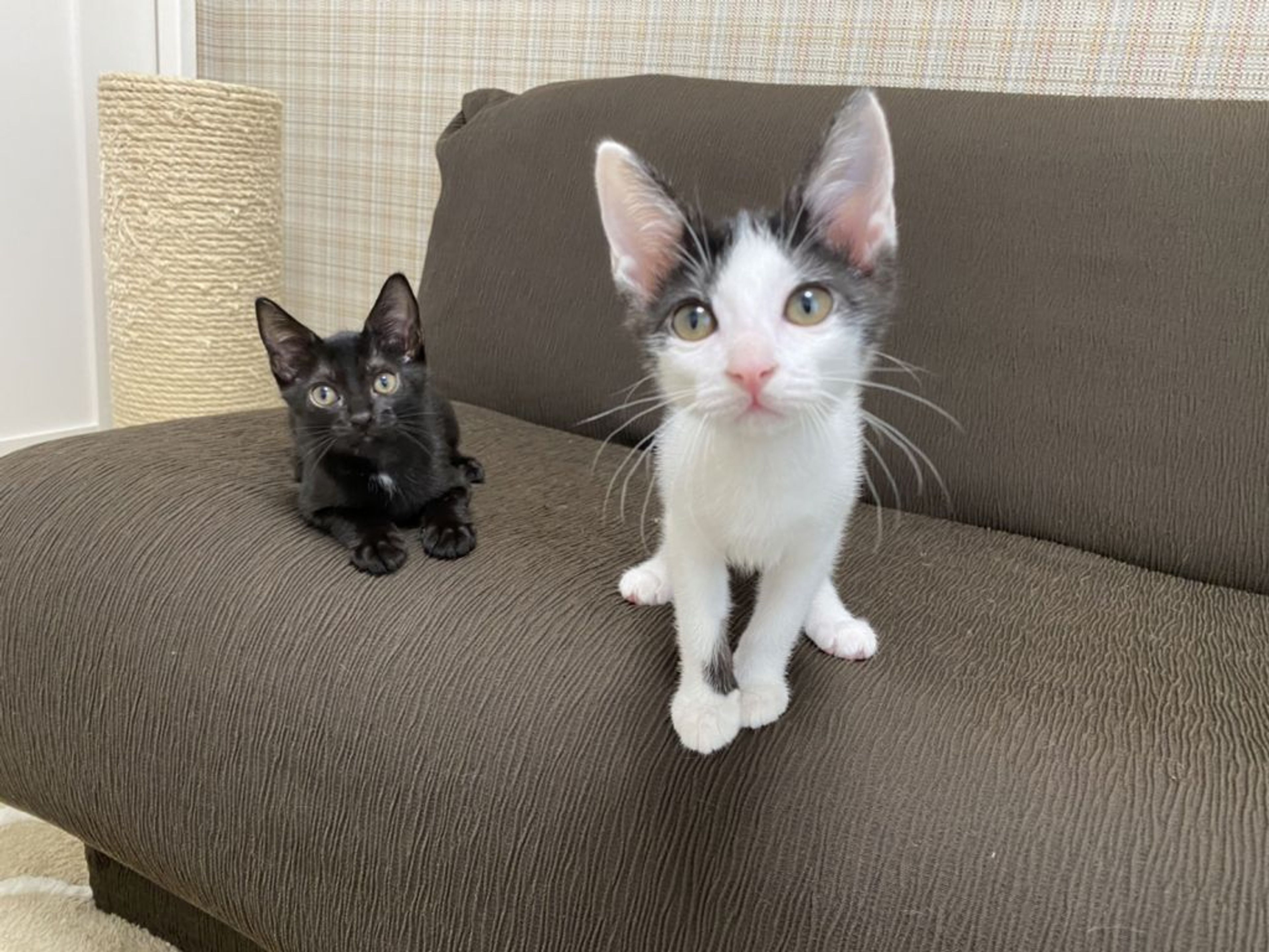 pet-image-6