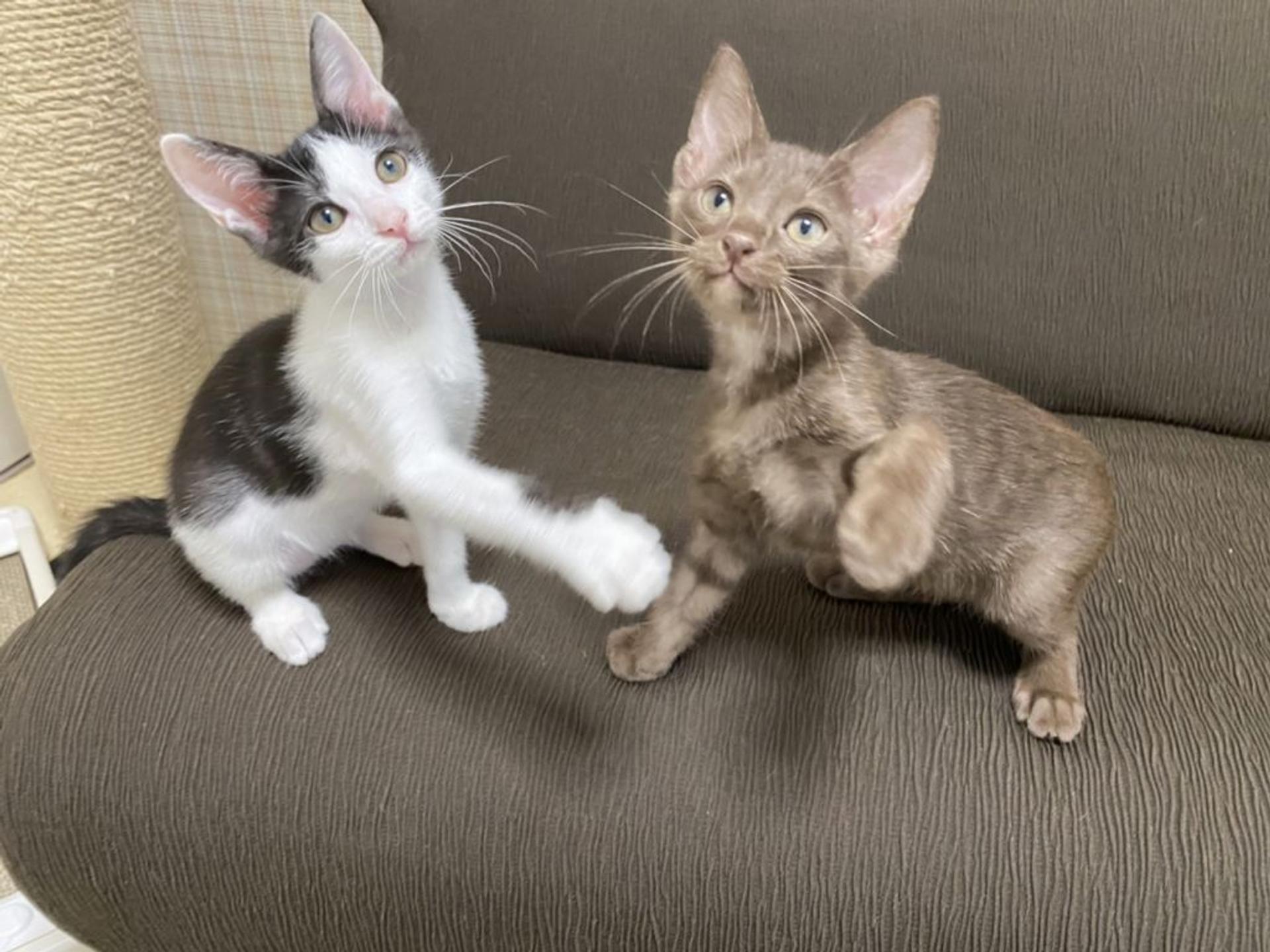 pet-image-7
