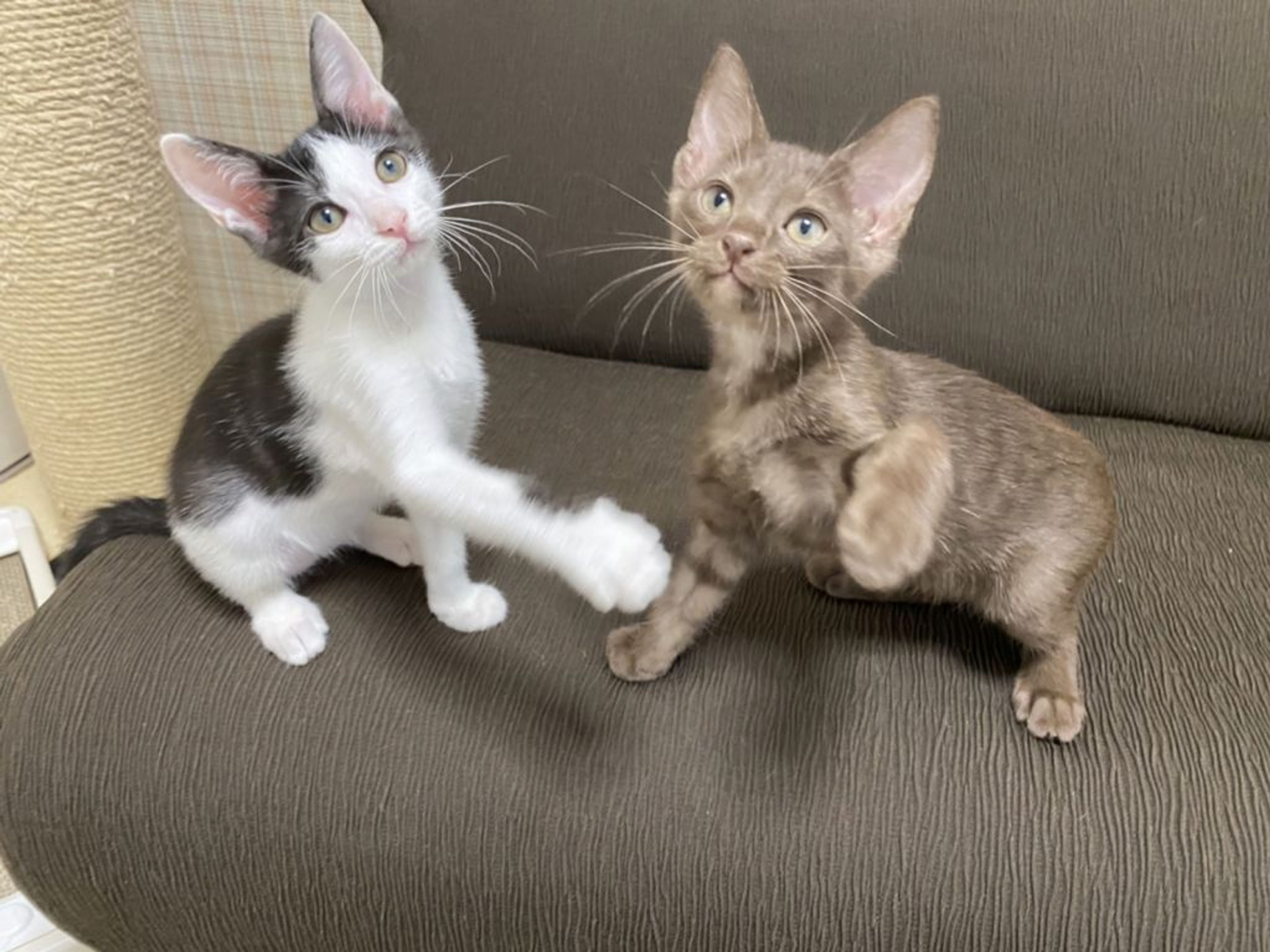 pet-image-7