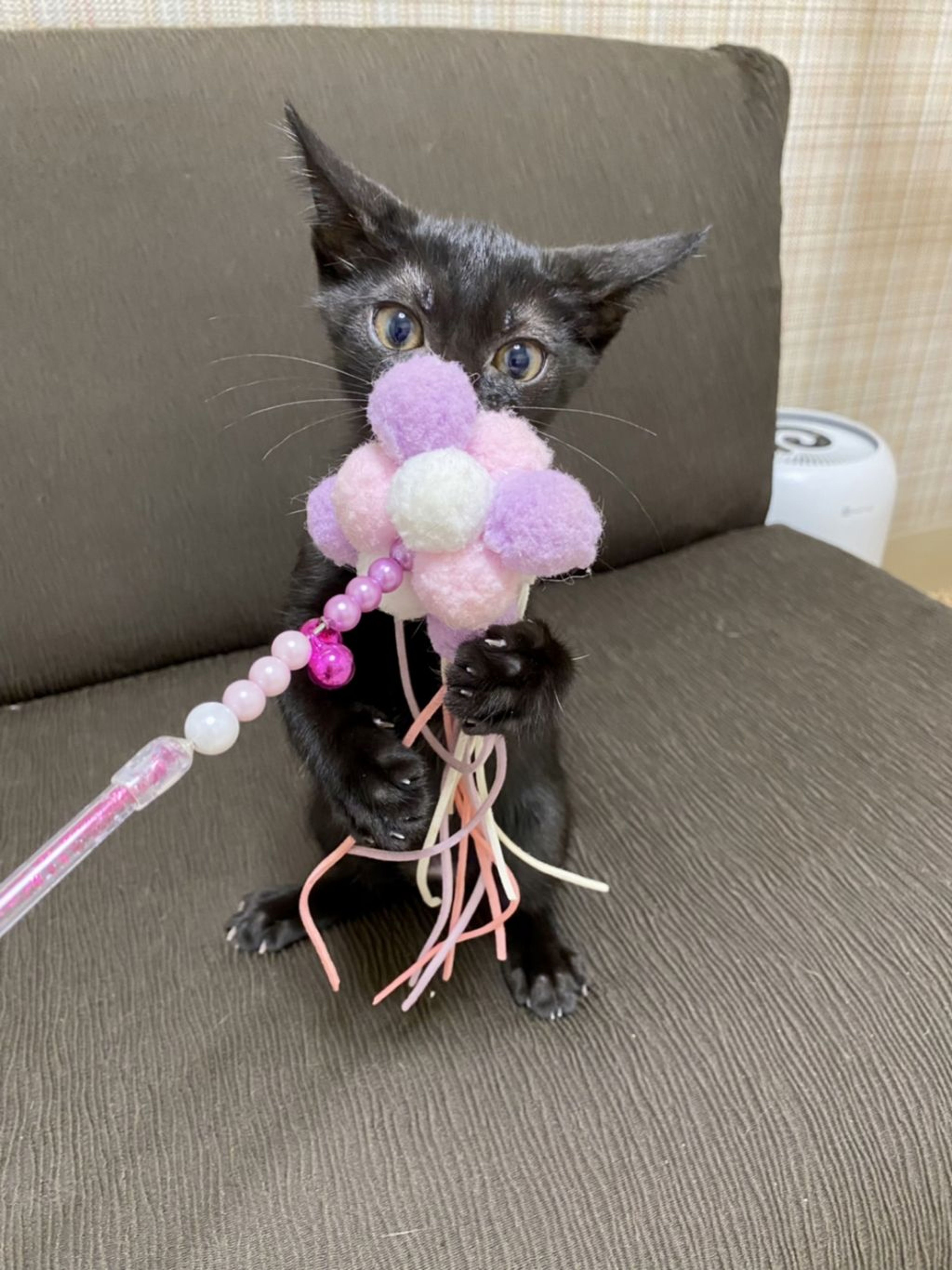 雑種（ミックス猫）・オスの里親募集の写真
