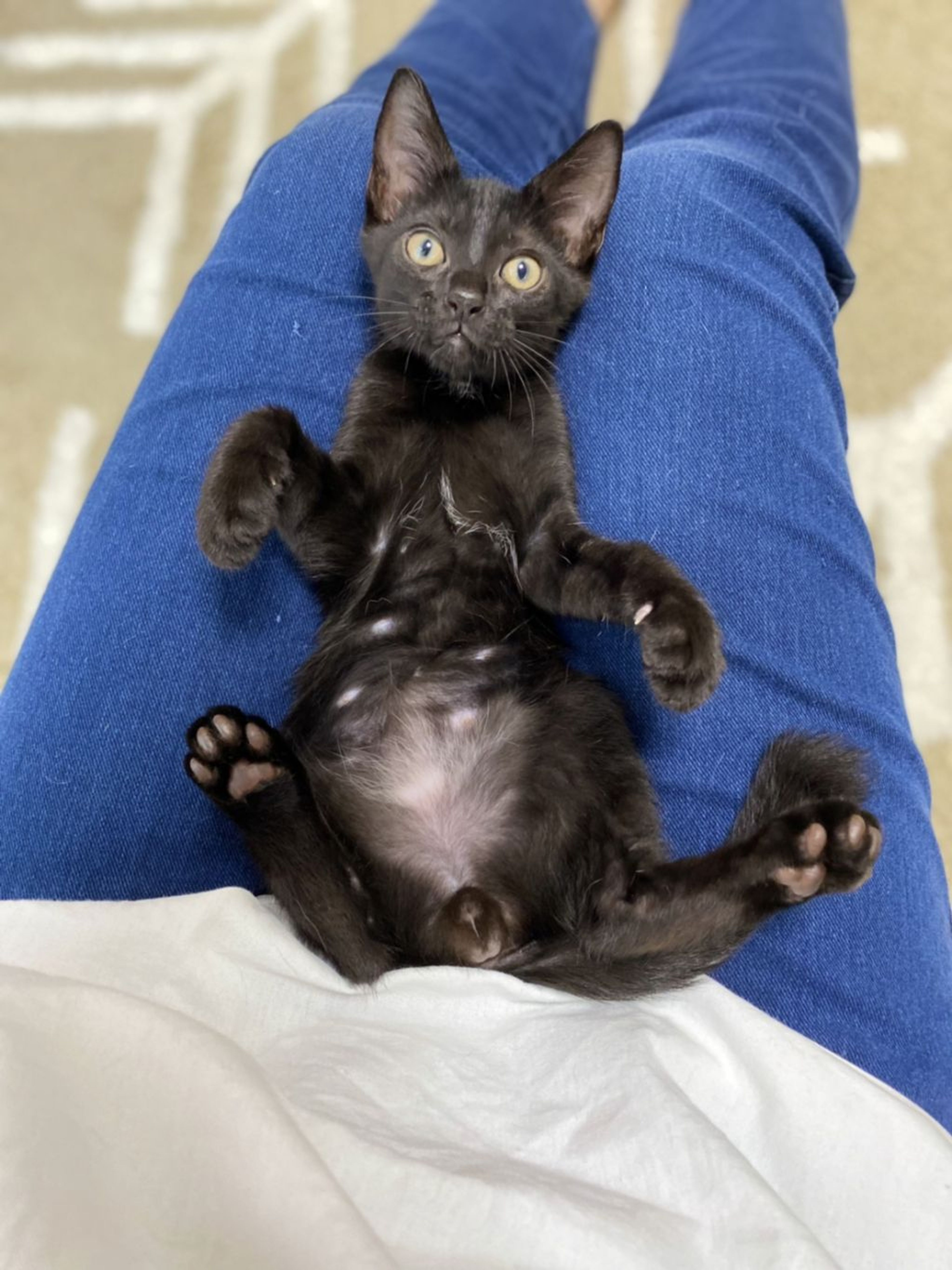 pet-image-2