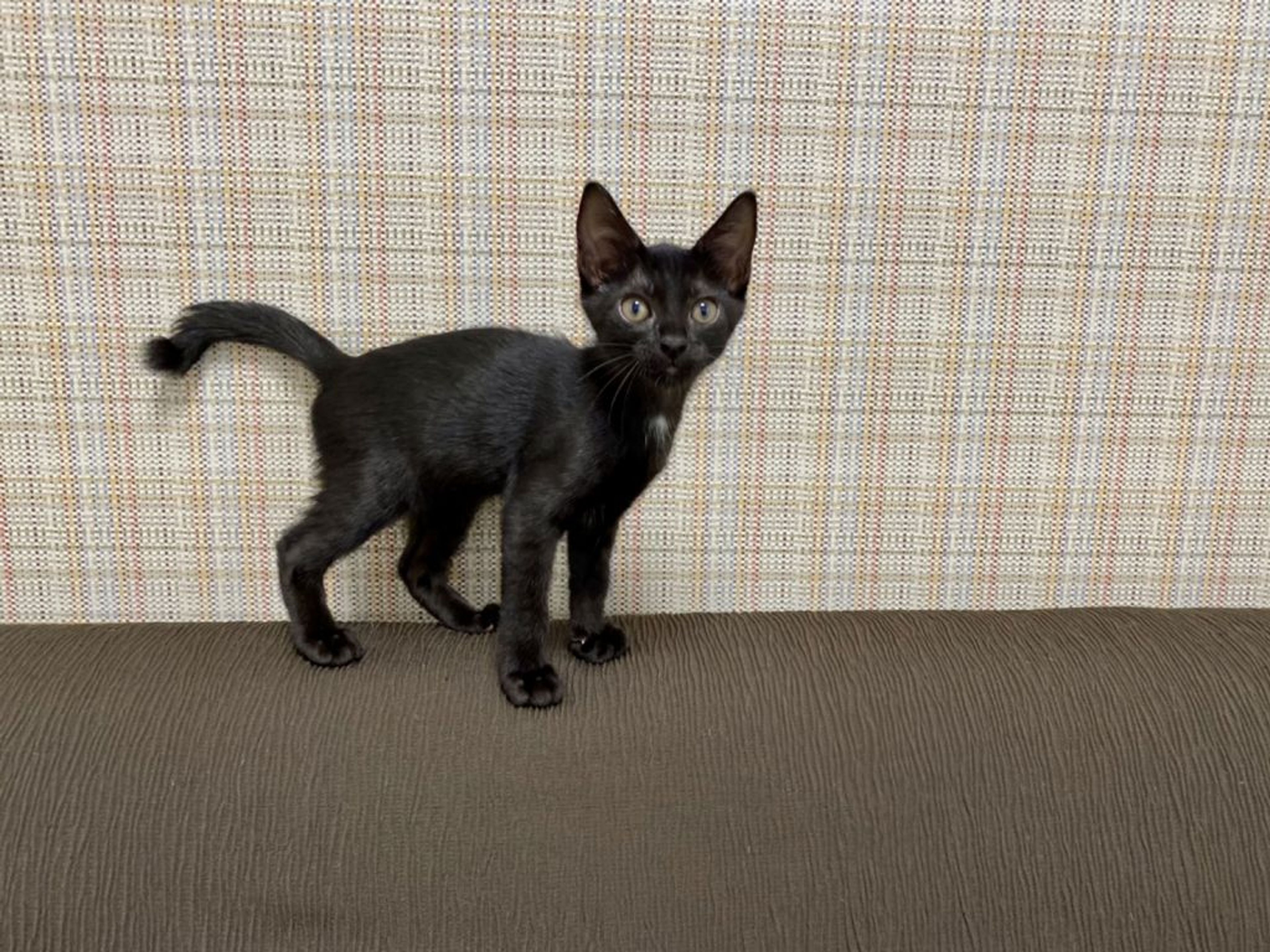 pet-image-4