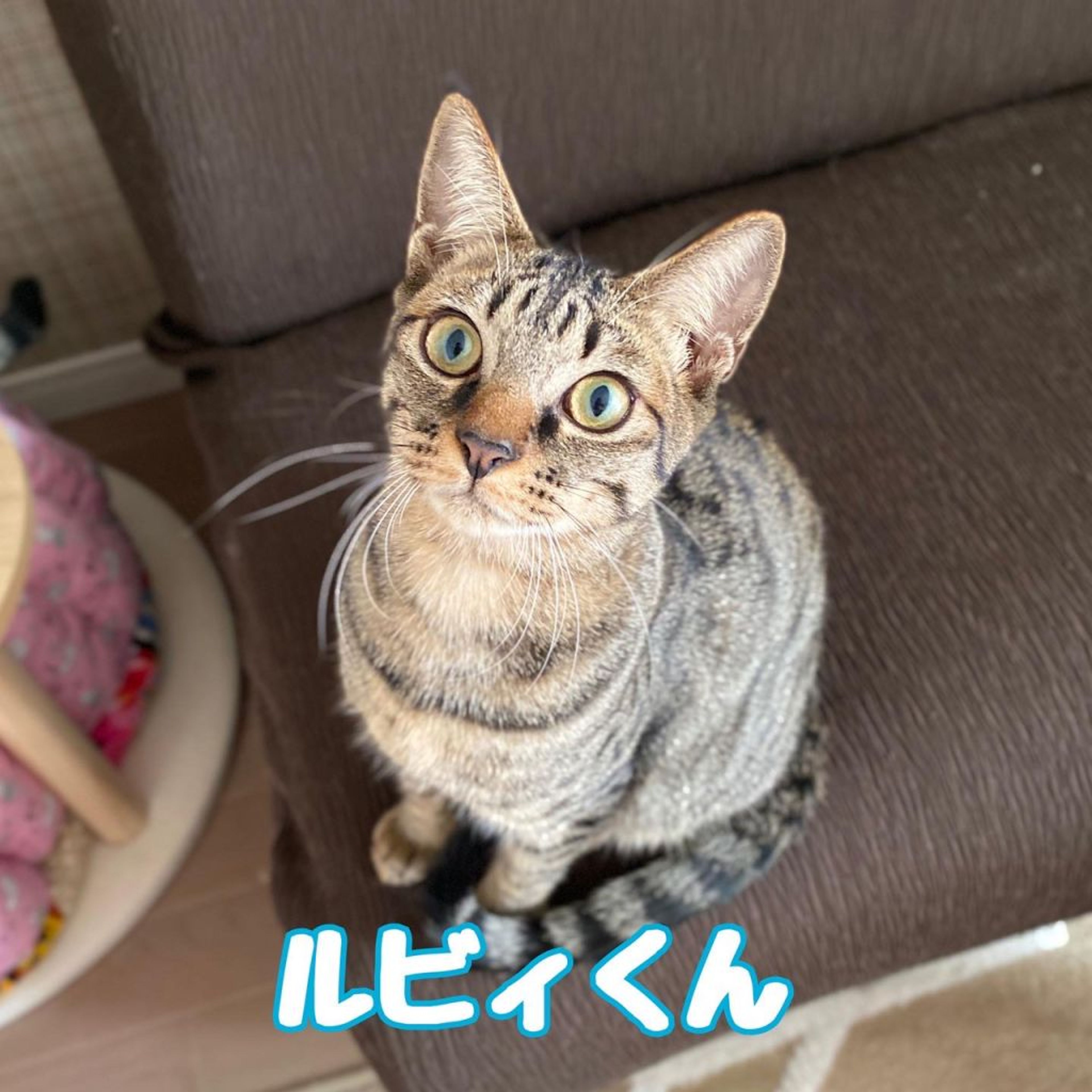 雑種（ミックス猫）・オスの里親募集の写真