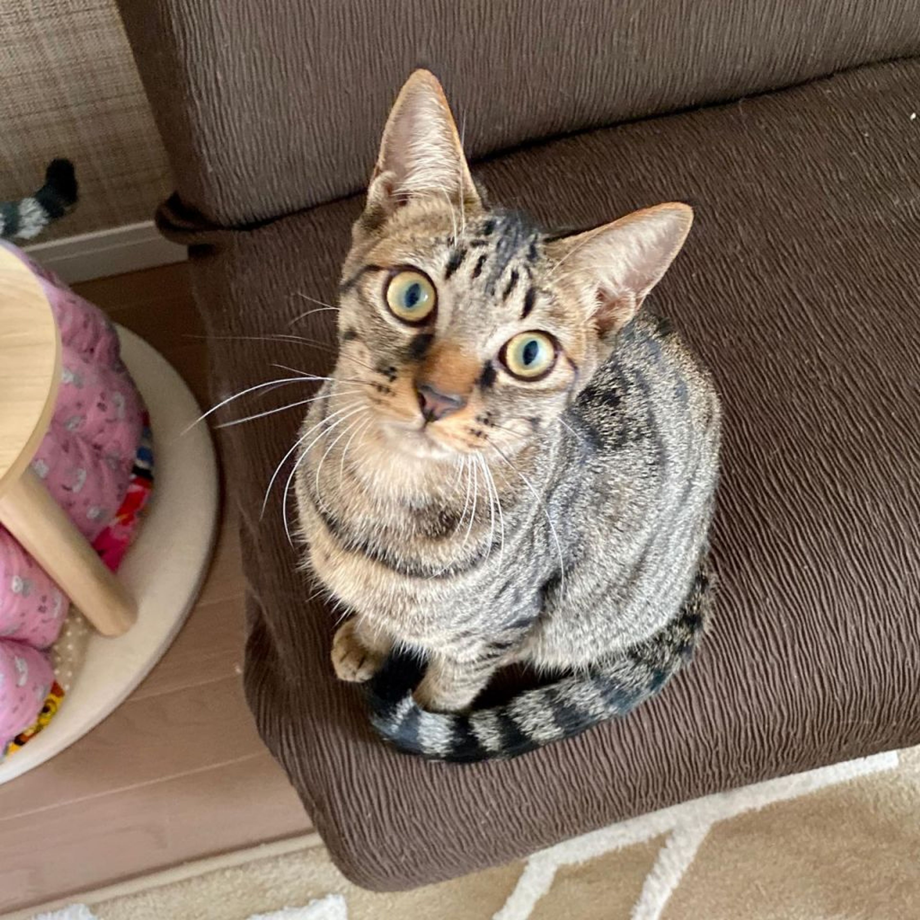 pet-image-2