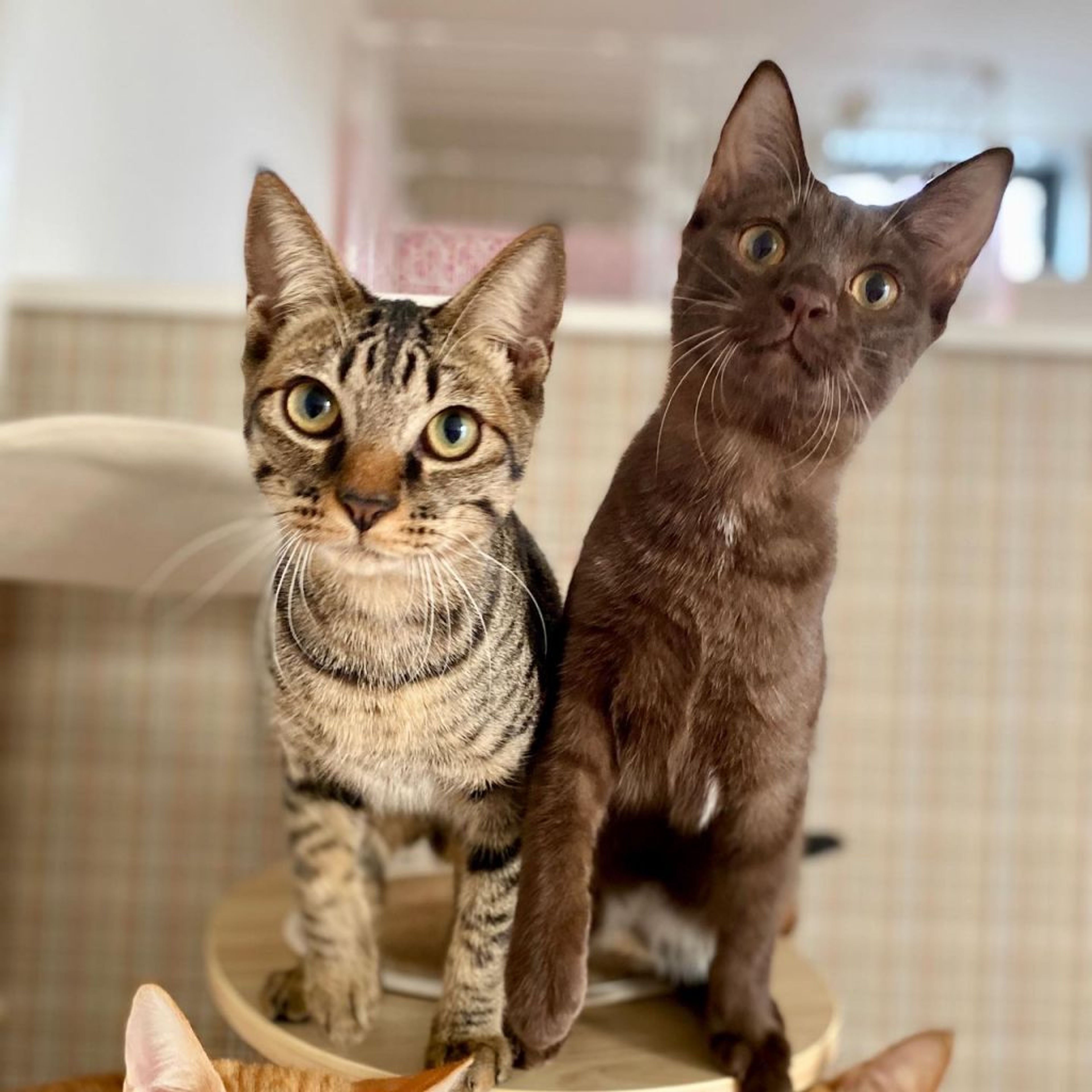 pet-image-4
