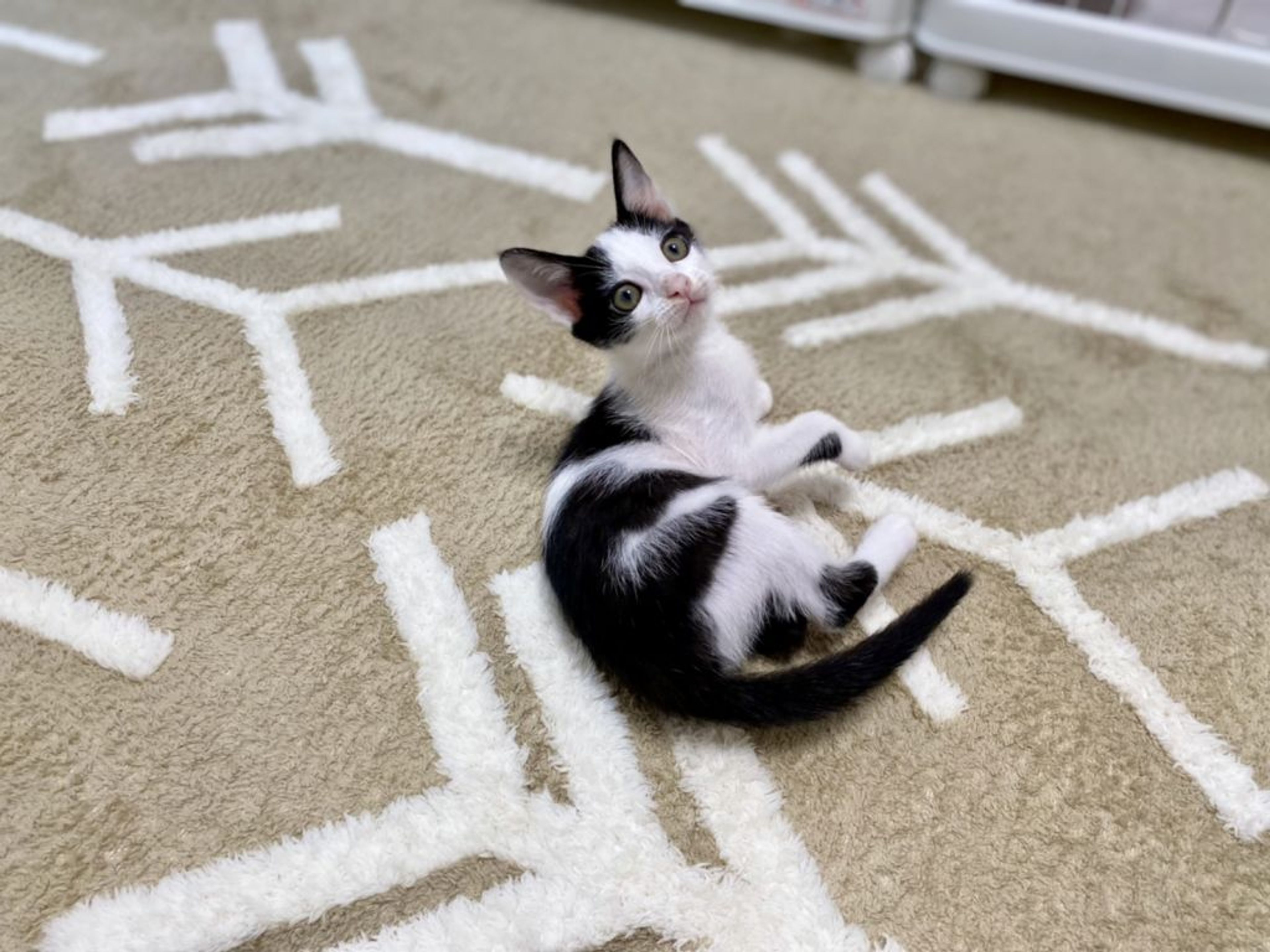 pet-image-2