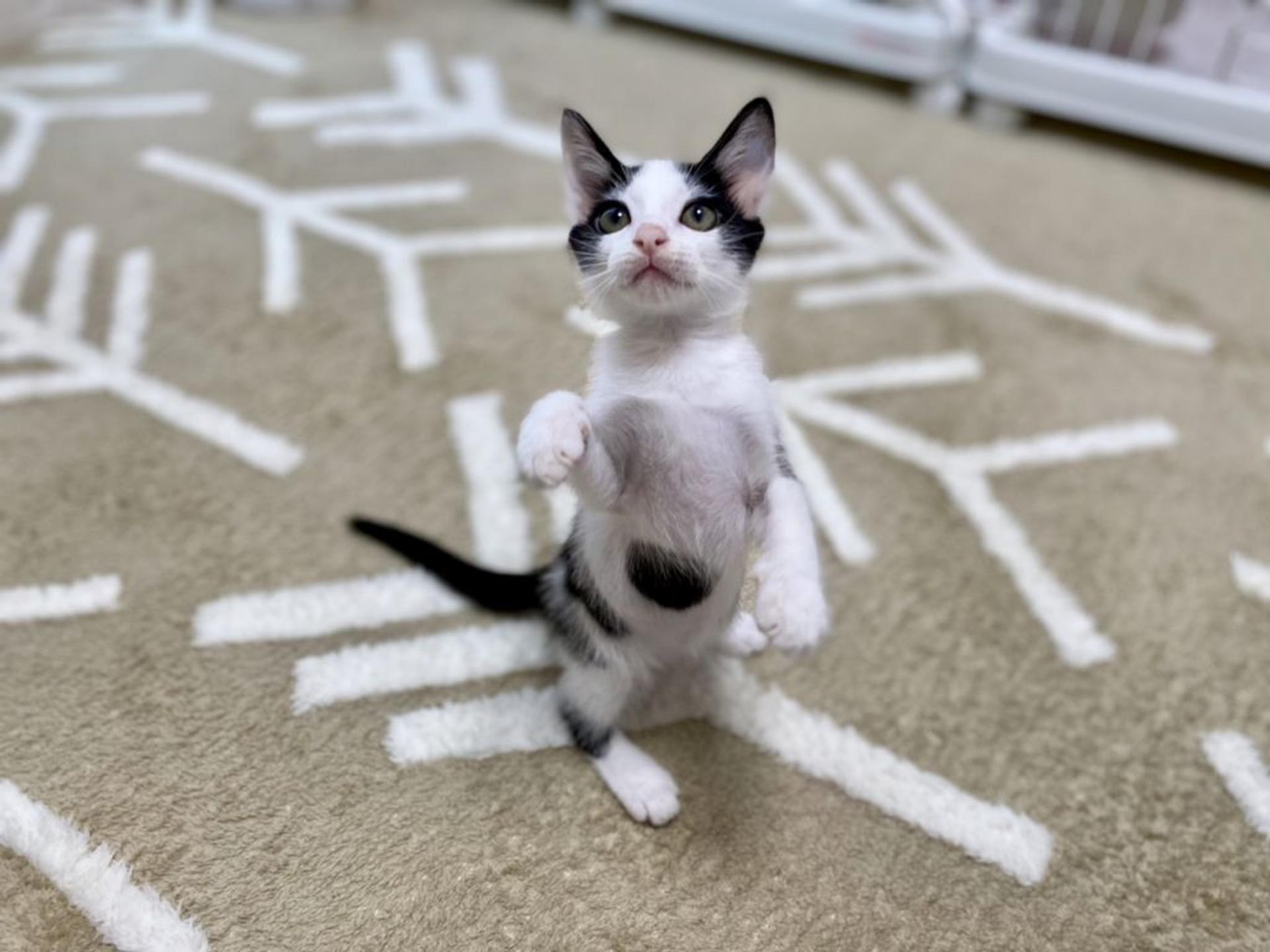 pet-image-3