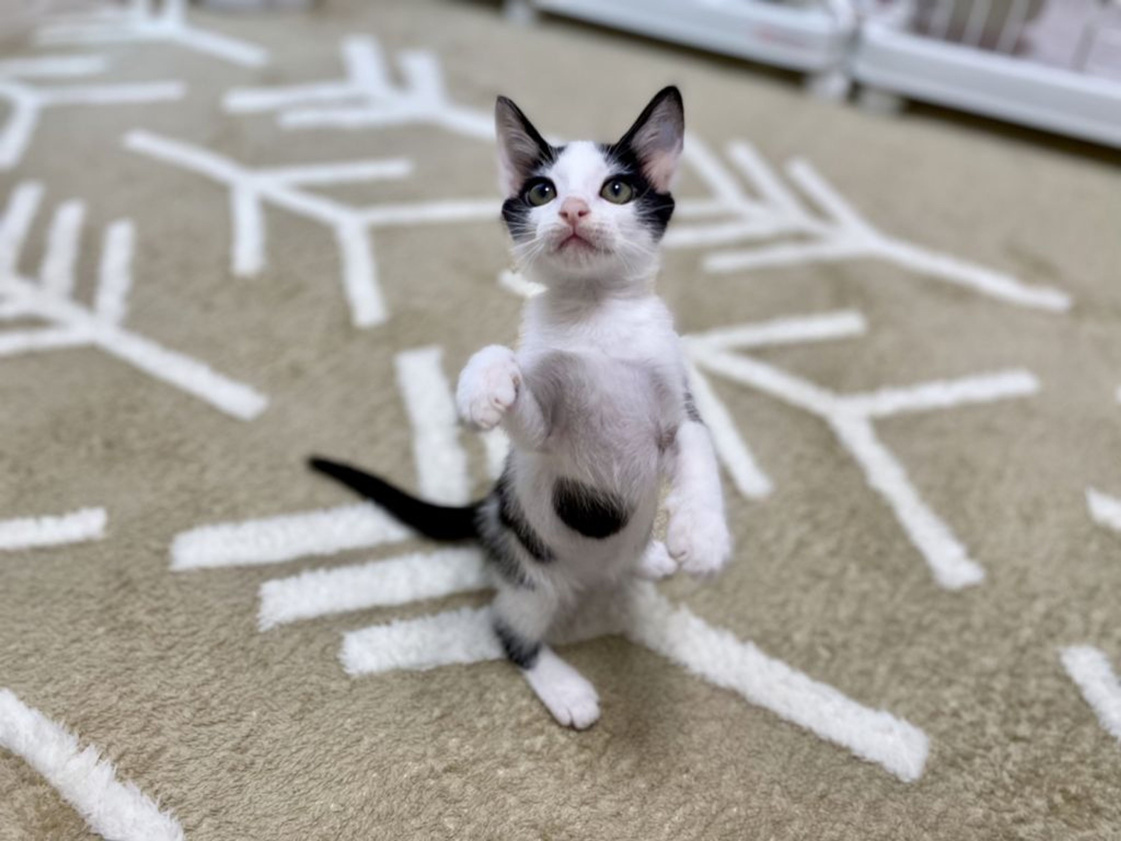 pet-image-3