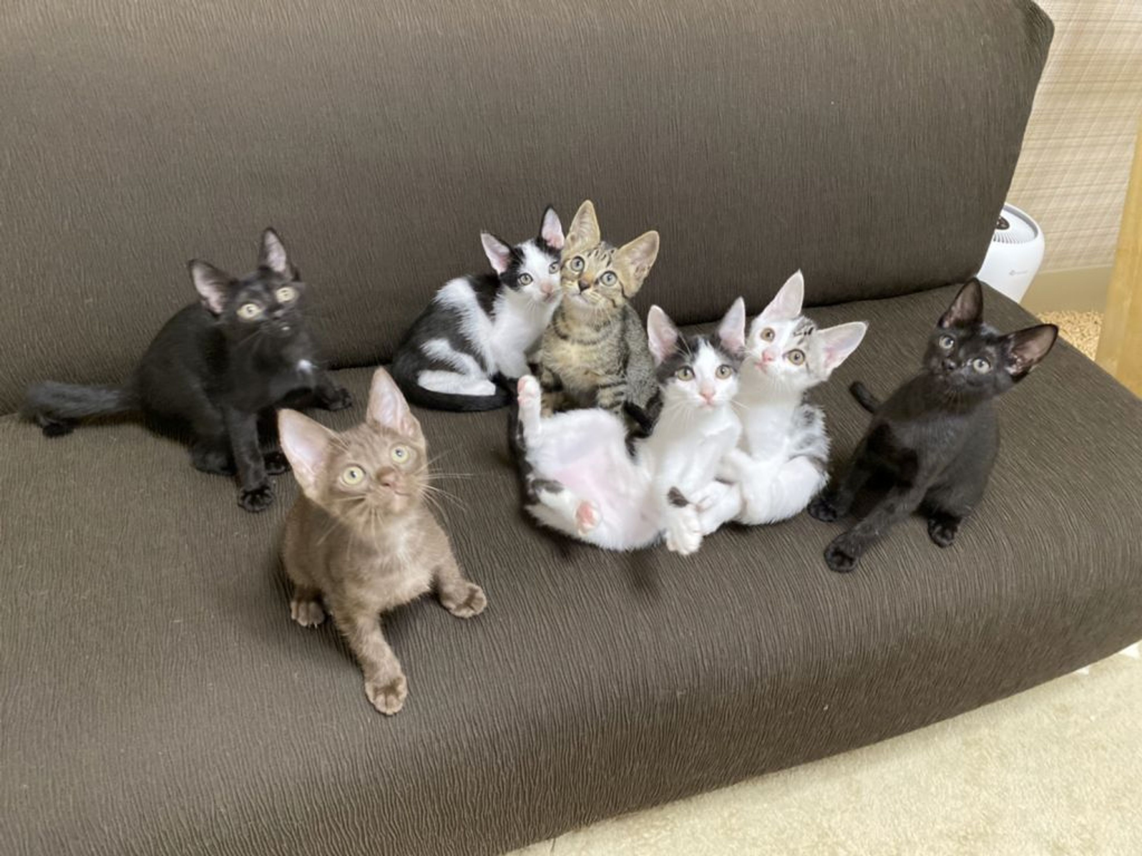 pet-image-5