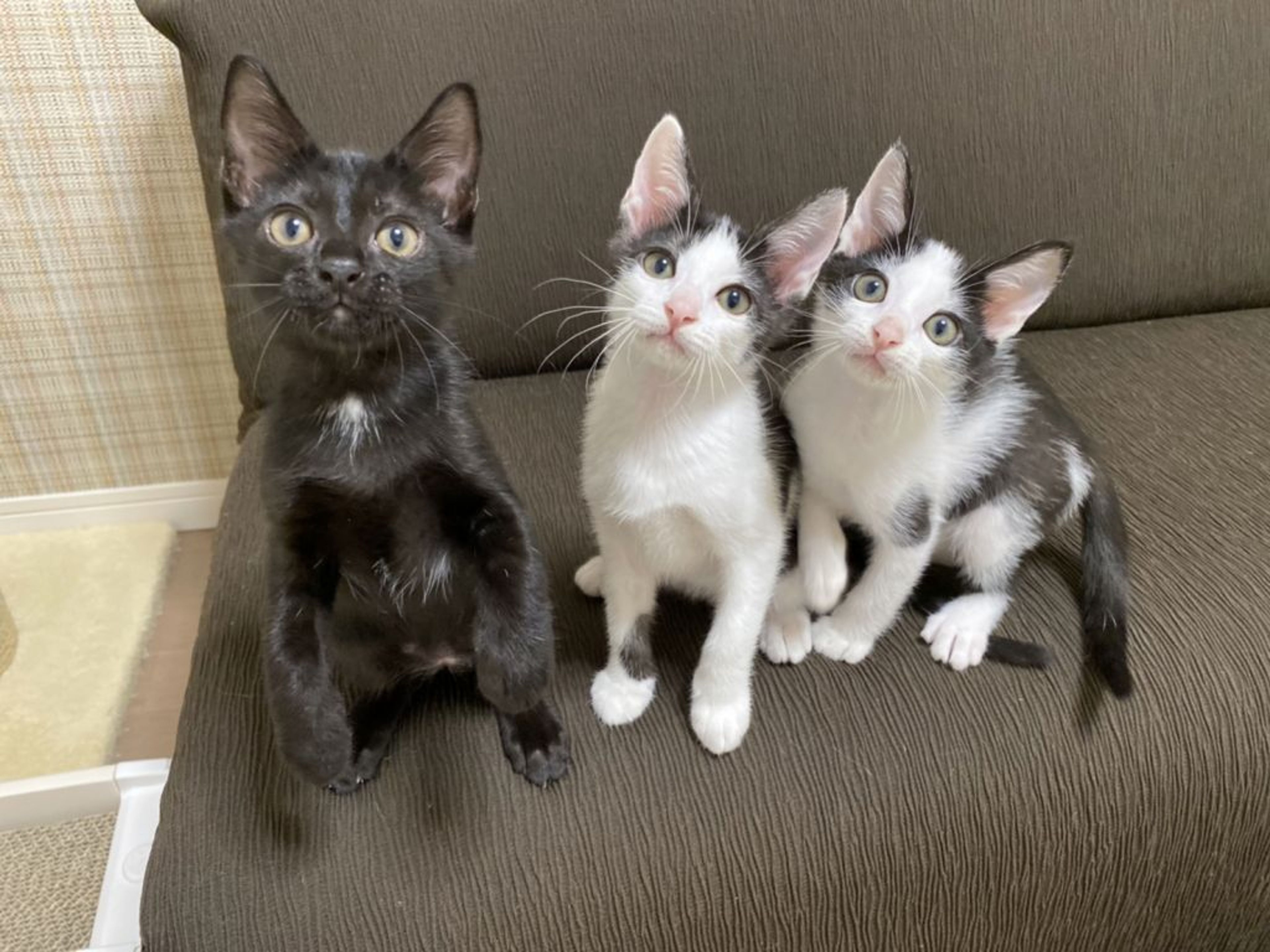 pet-image-7