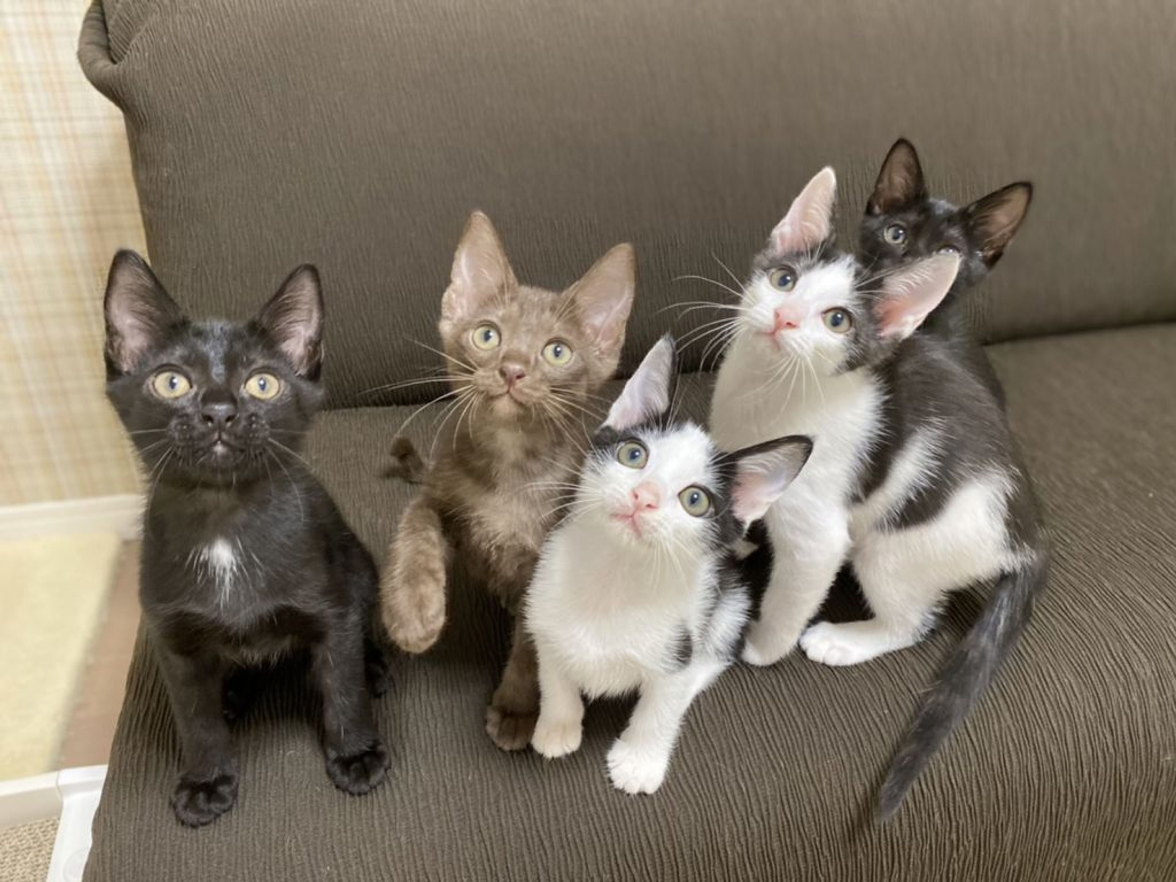 pet-image-8