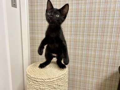 サファの写真