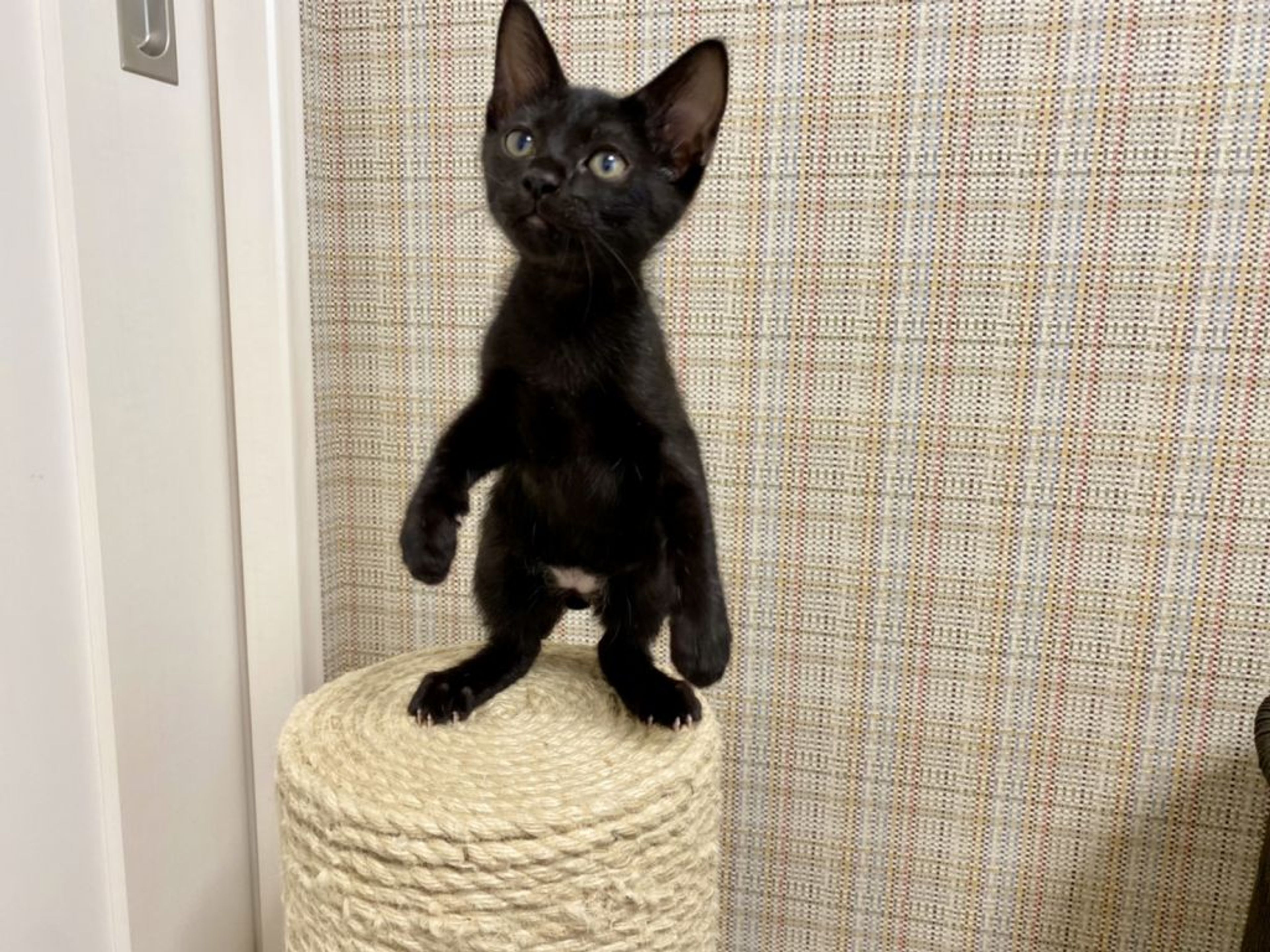 雑種（ミックス猫）・オスの里親募集の写真
