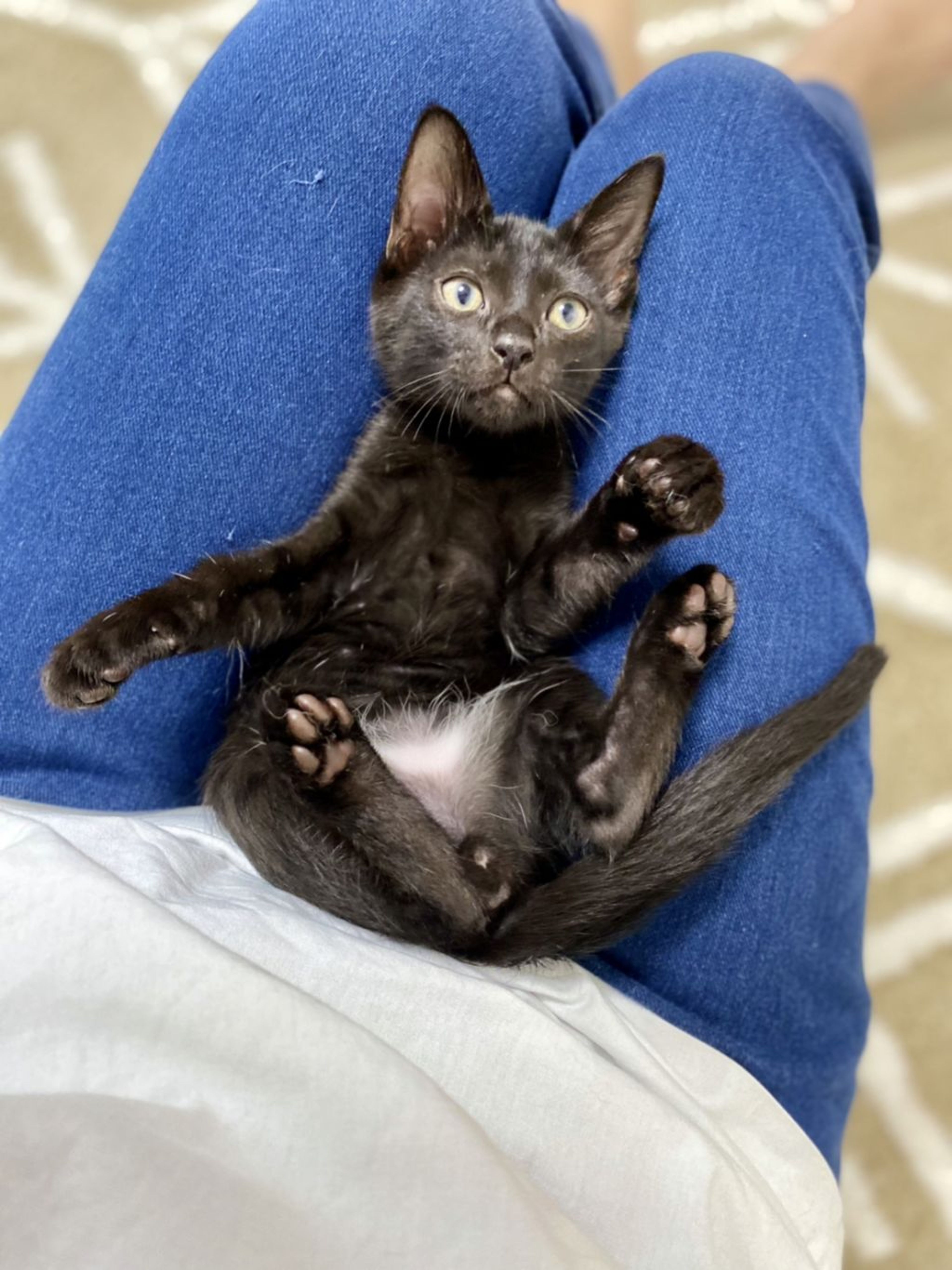 pet-image-2