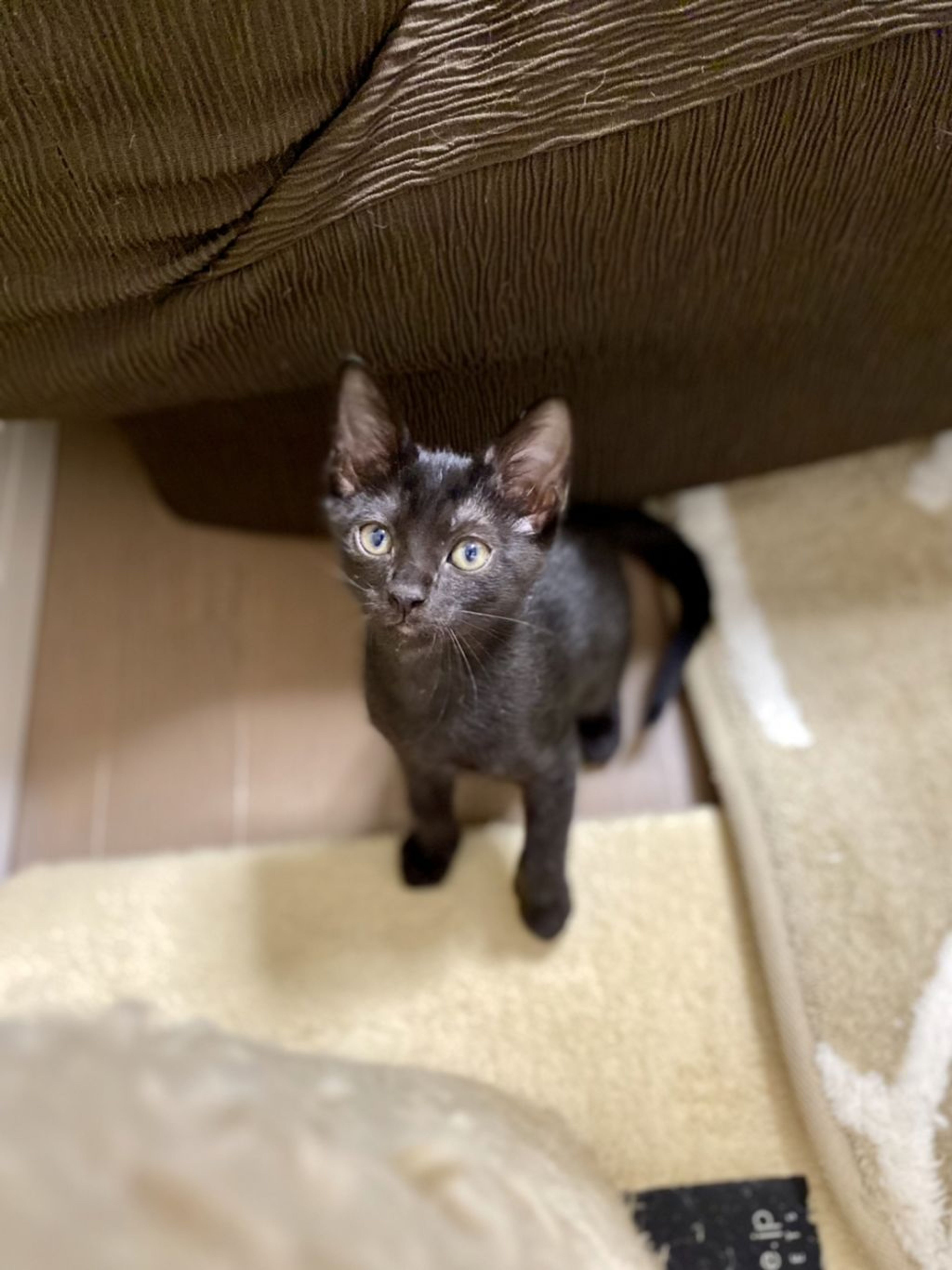 pet-image-5