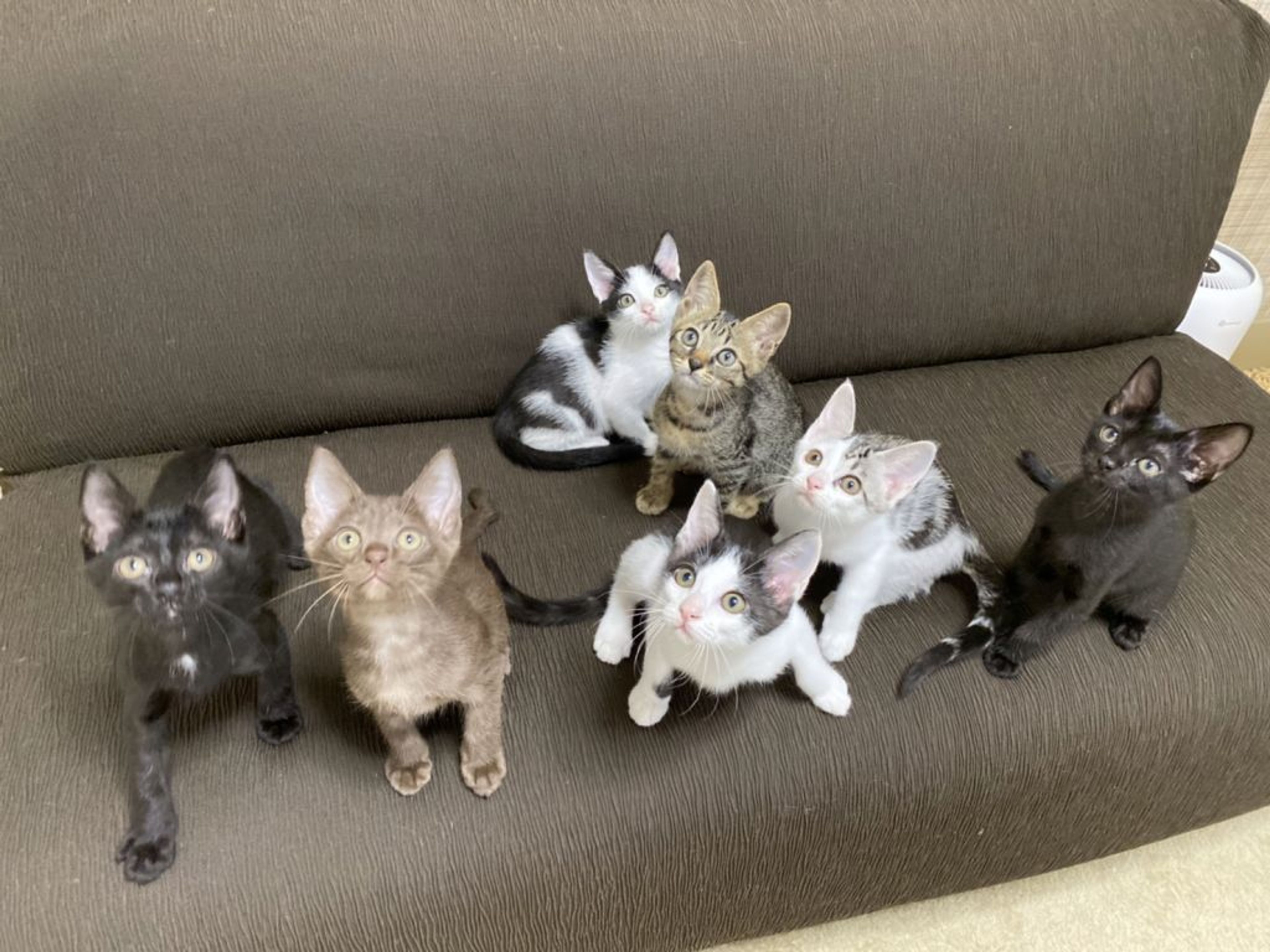 pet-image-6