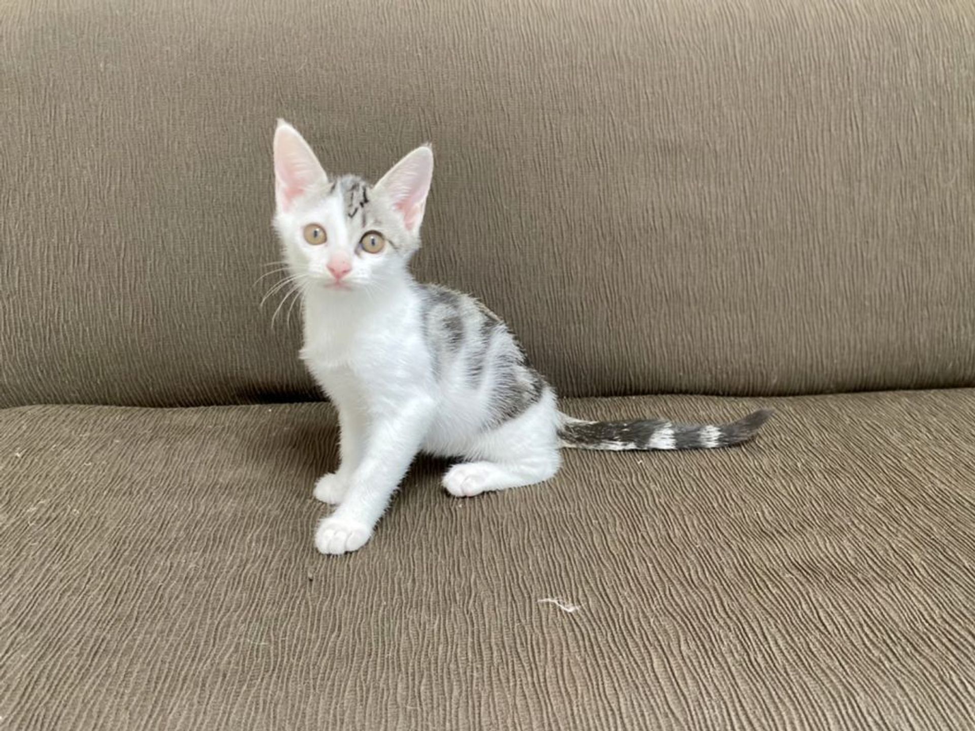 雑種（ミックス猫）・メスの里親募集の写真