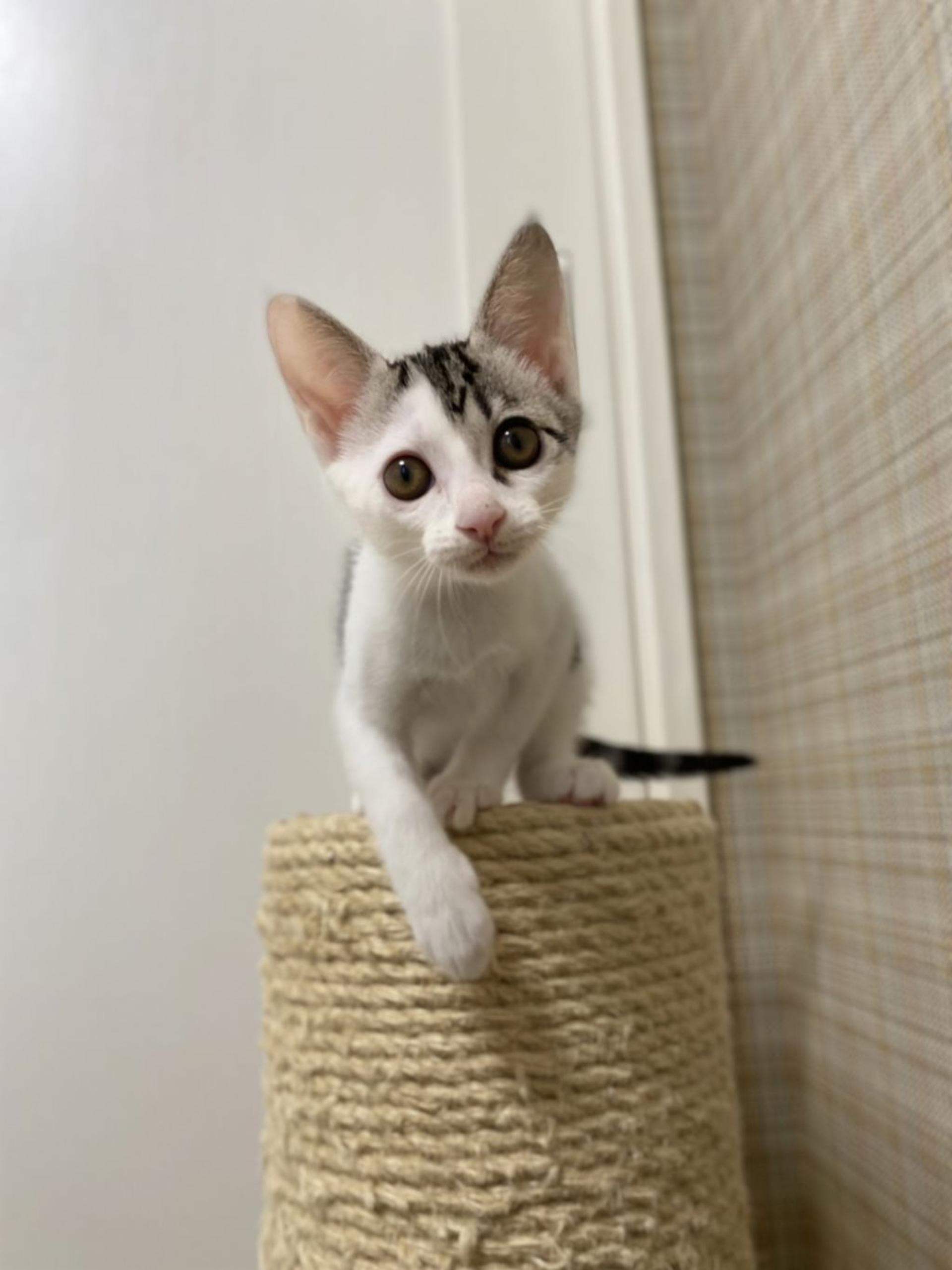 pet-image-3
