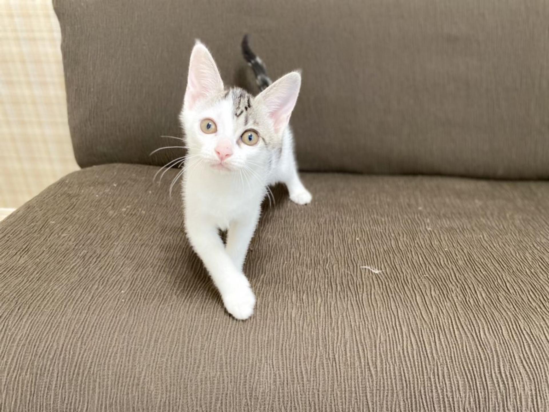 pet-image-4