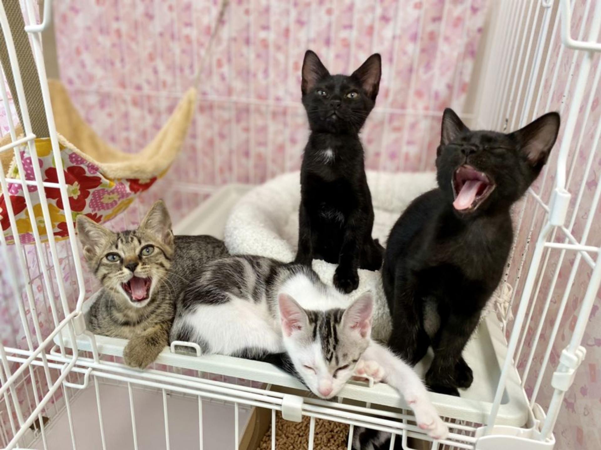 pet-image-8