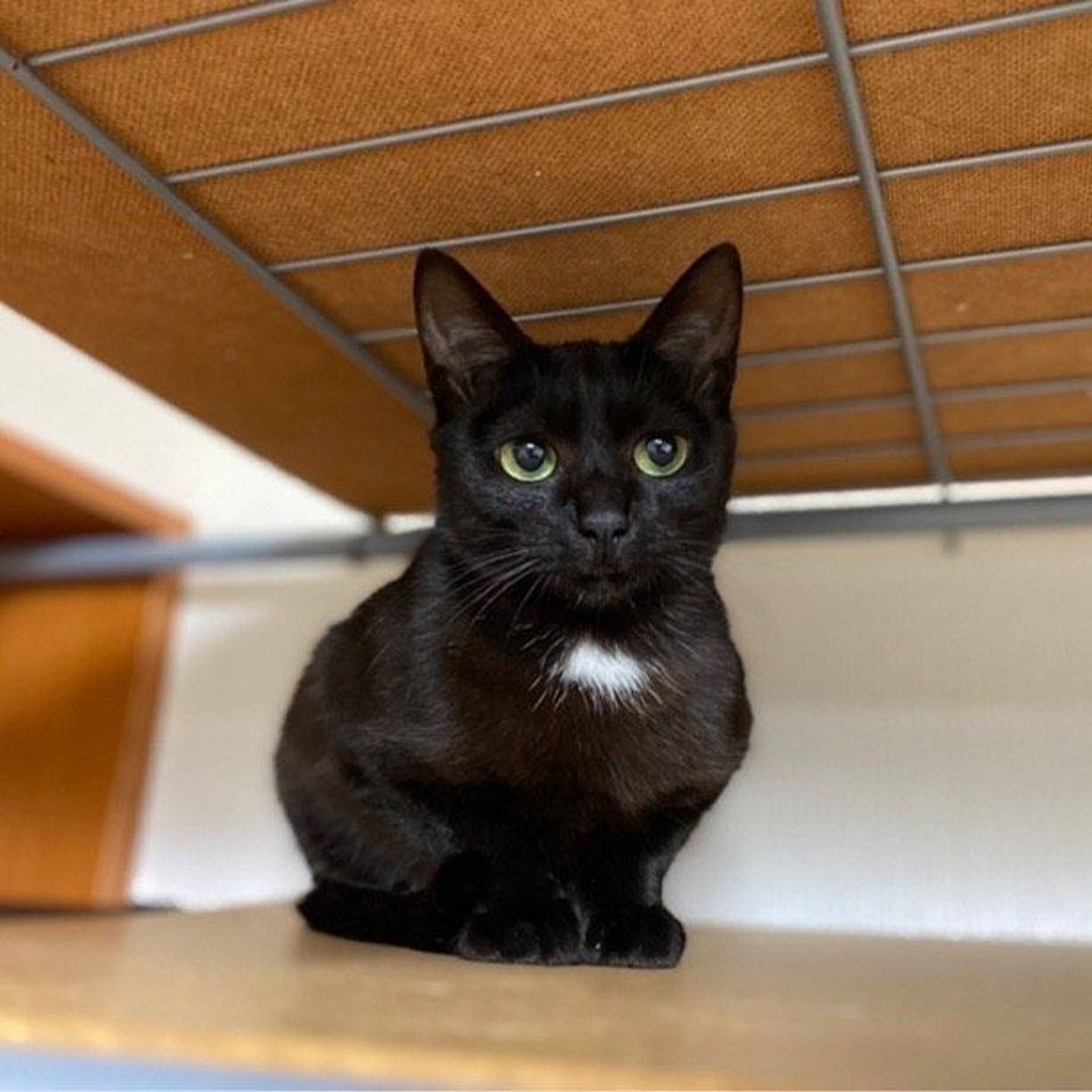 雑種（ミックス猫）・メスの里親募集の写真