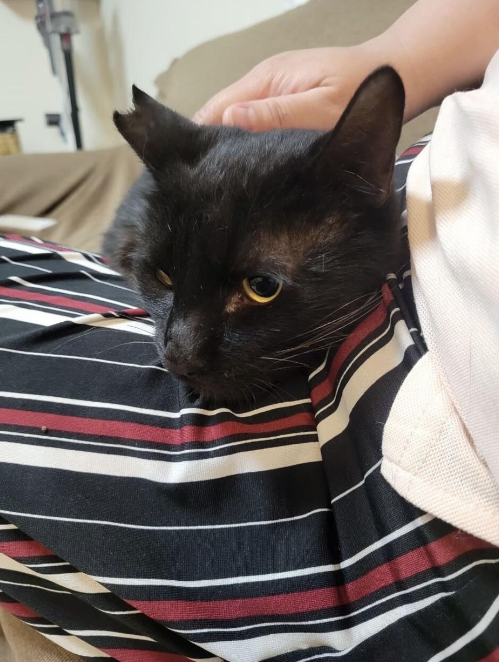 pet-image-2