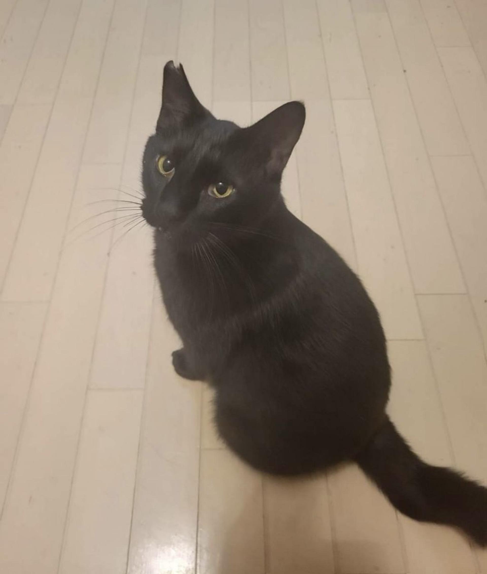 pet-image-6