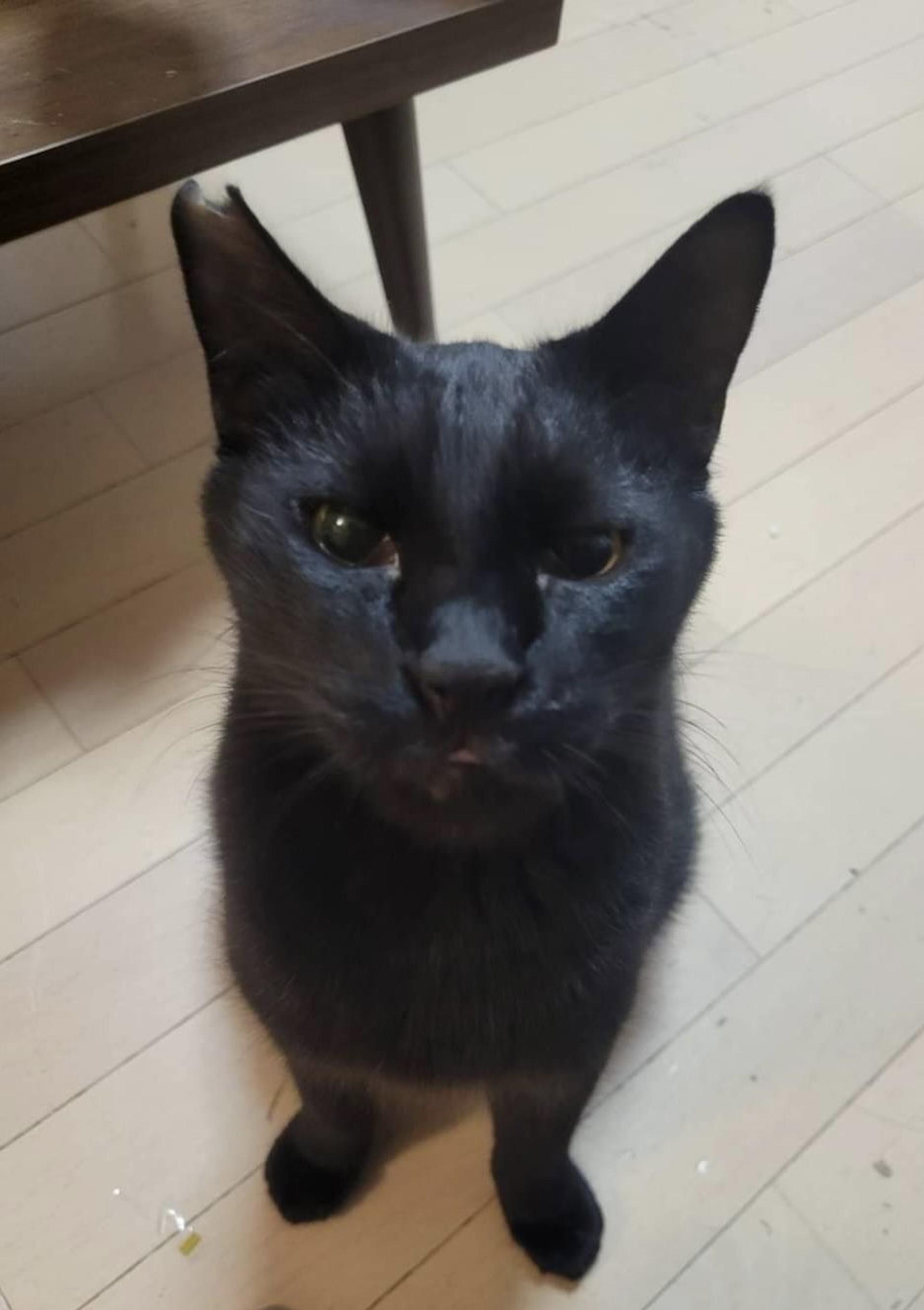 pet-image-7