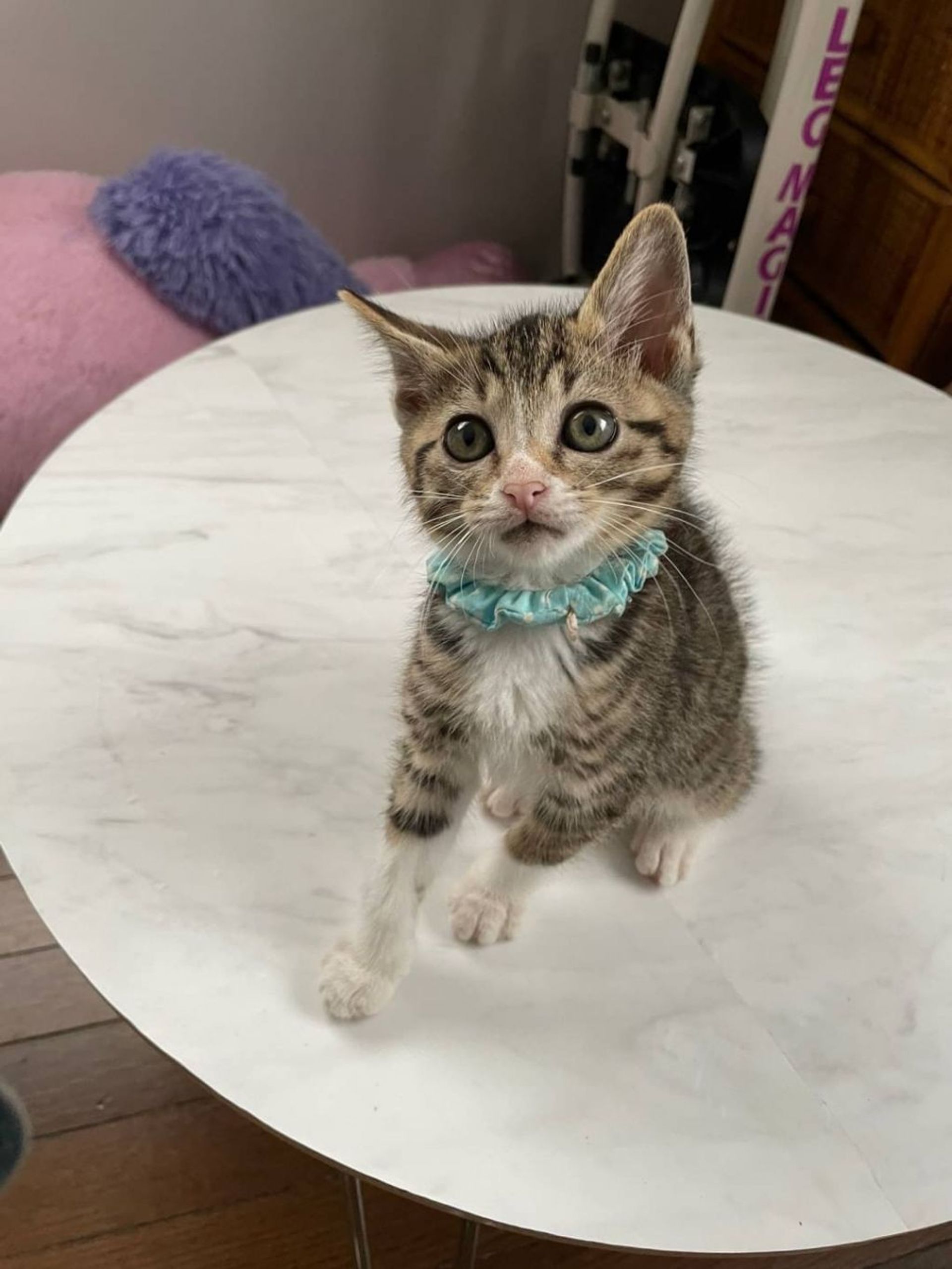 雑種（ミックス猫）・メスの里親募集の写真