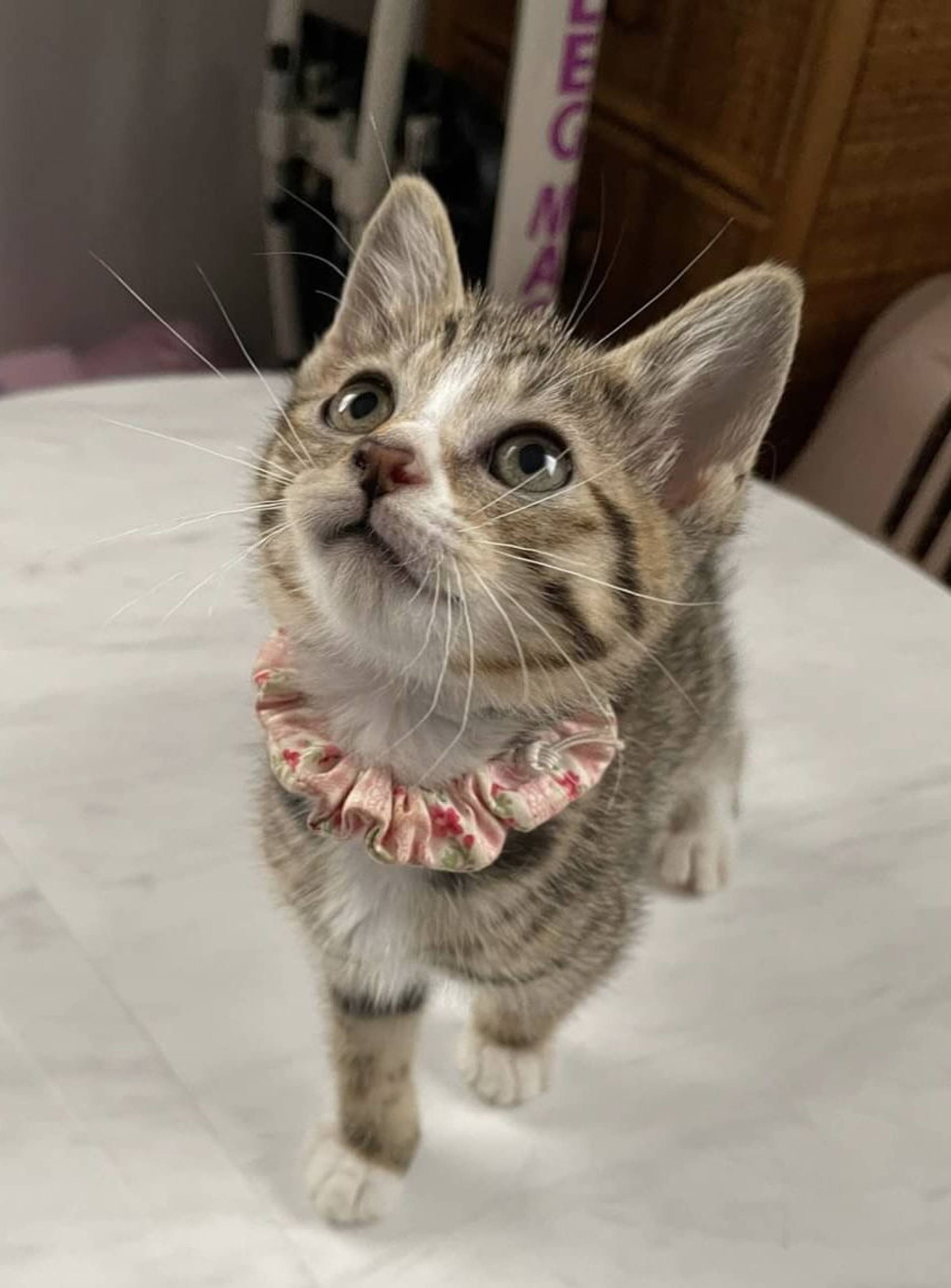 雑種（ミックス猫）・メスの里親募集の写真