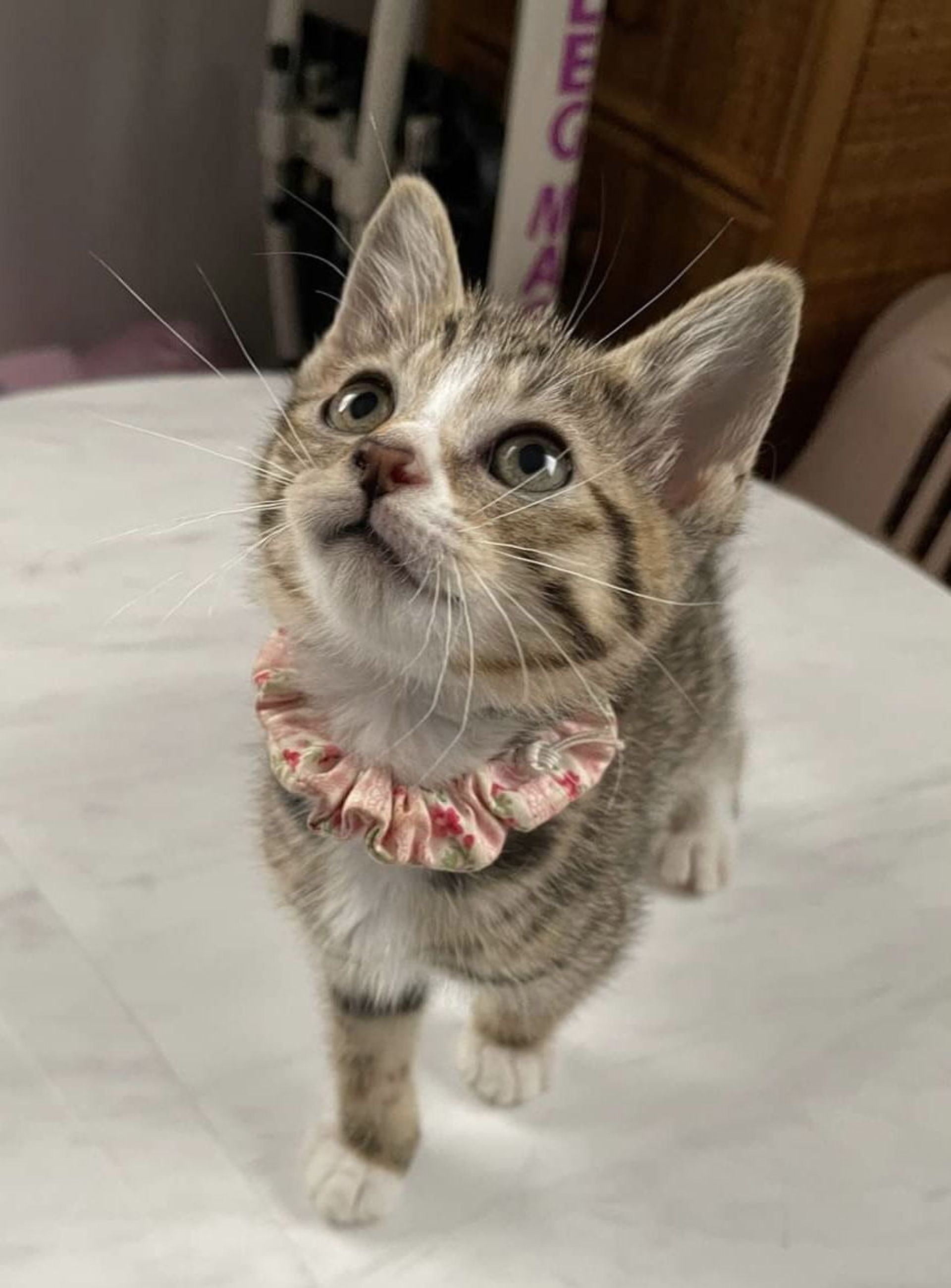 雑種（ミックス猫）・メスの里親募集の写真