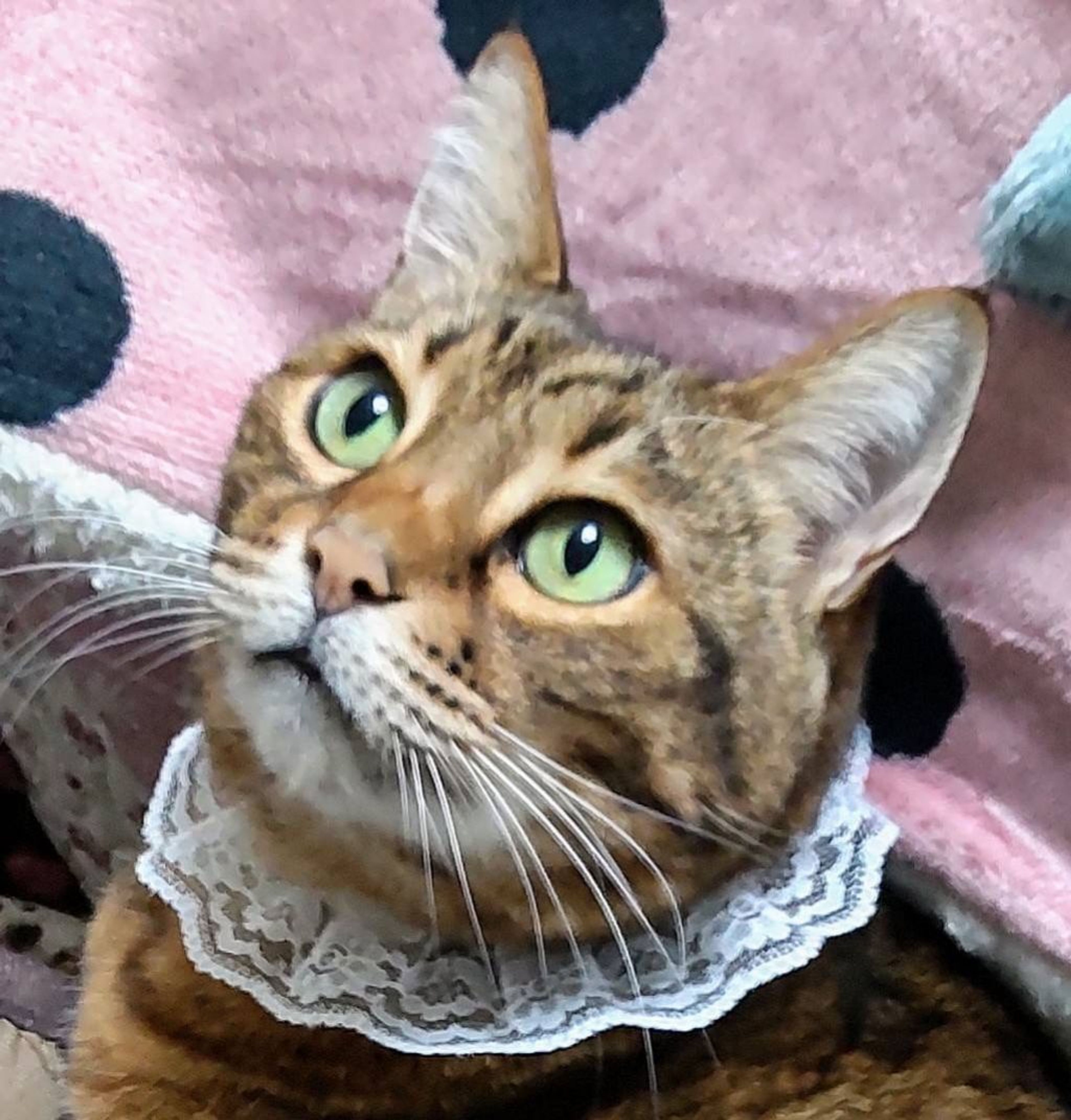 ベンガル・メスの里親募集の写真